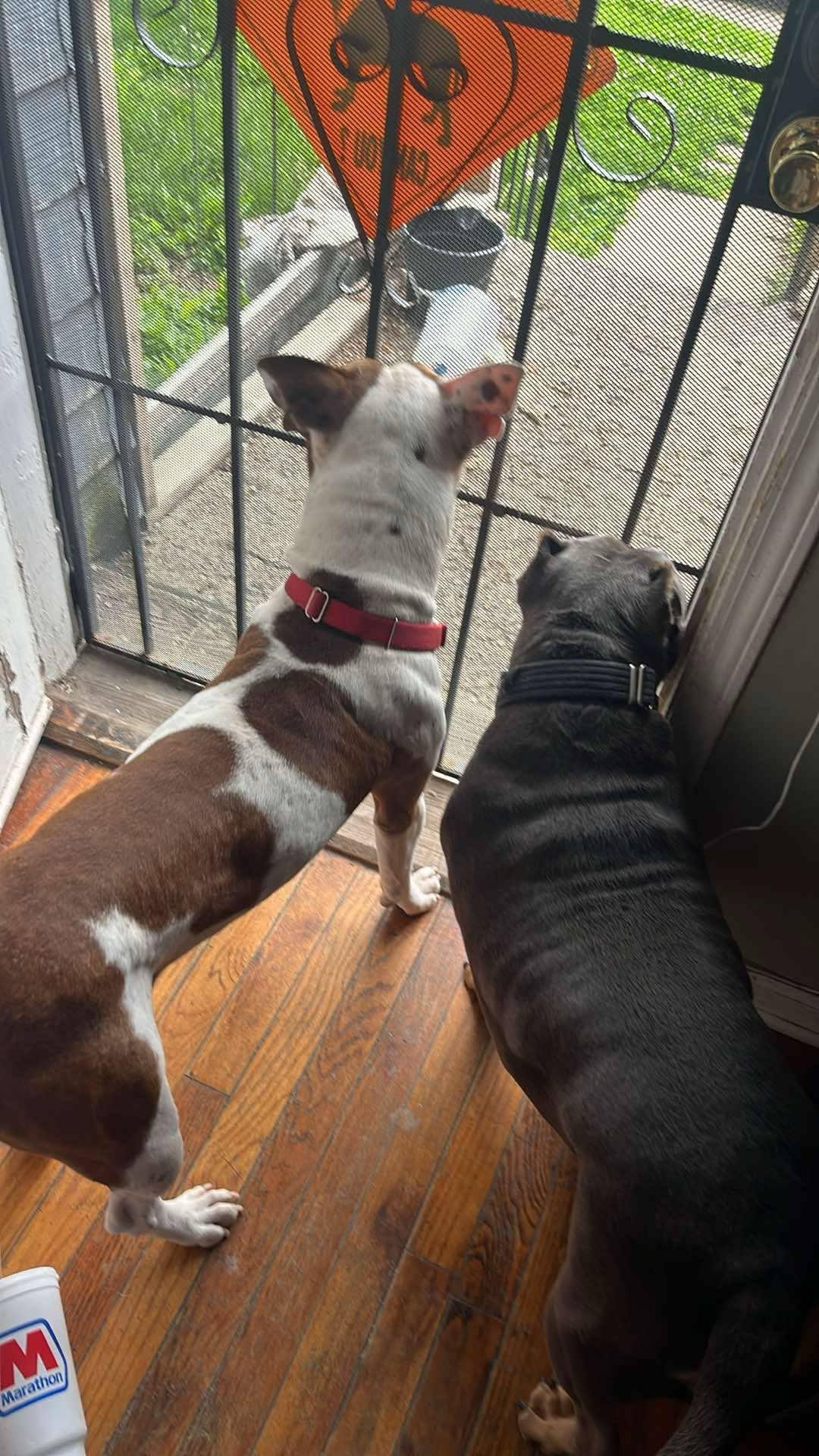 Leo, a Adoptable mixed breed in INDIANAPOLIS, IN image 4/5