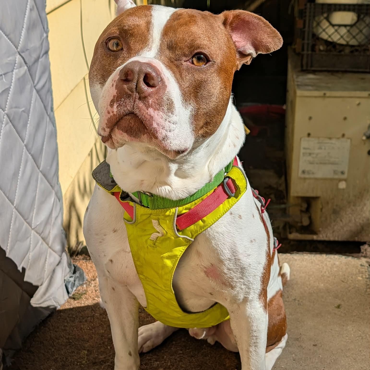 Leo, a Adoptable mixed breed in INDIANAPOLIS, IN image 1/6