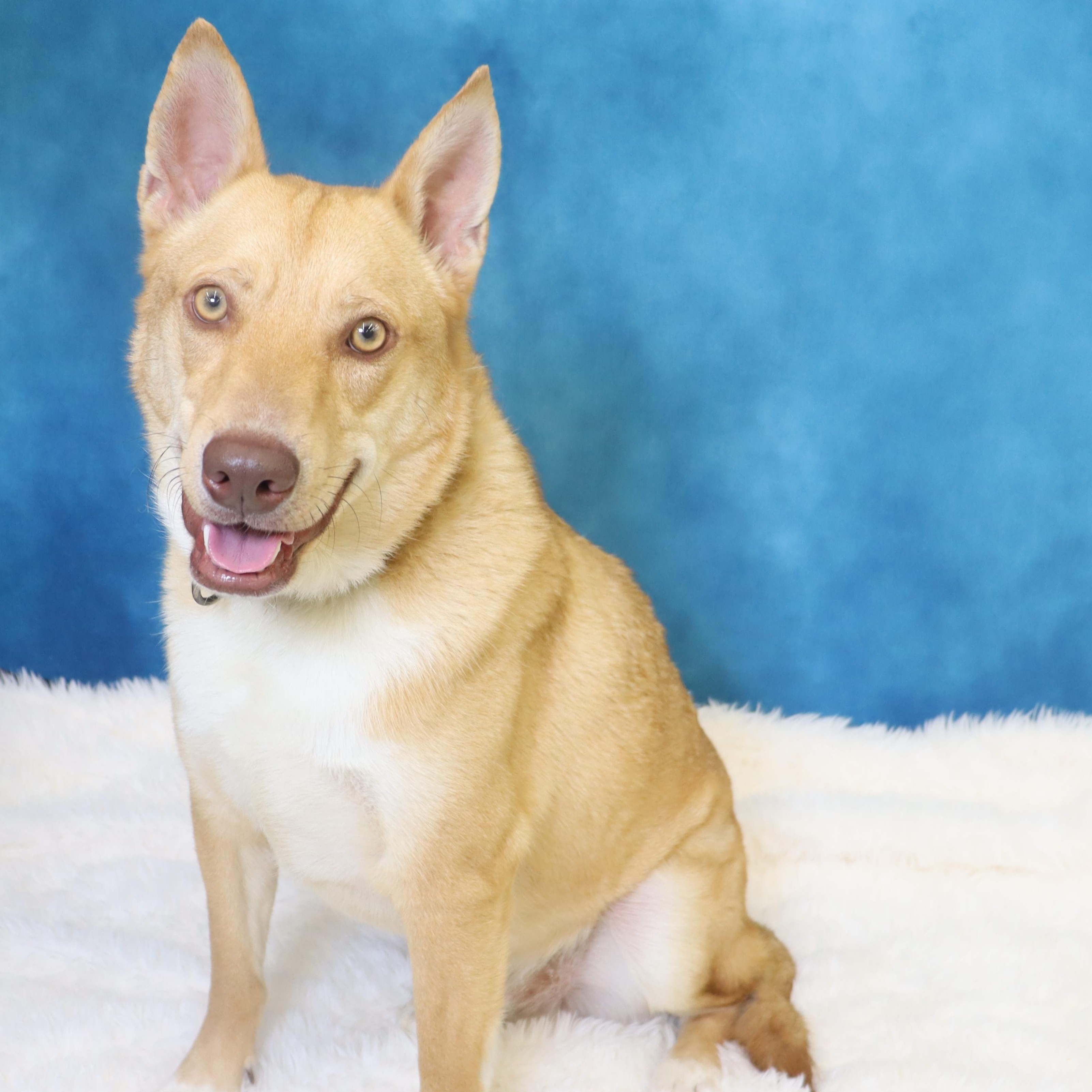 Enlarge Foxy - Loving and Intelligent, a ADOPTABLE mixed breed in League City, TX image 1/5