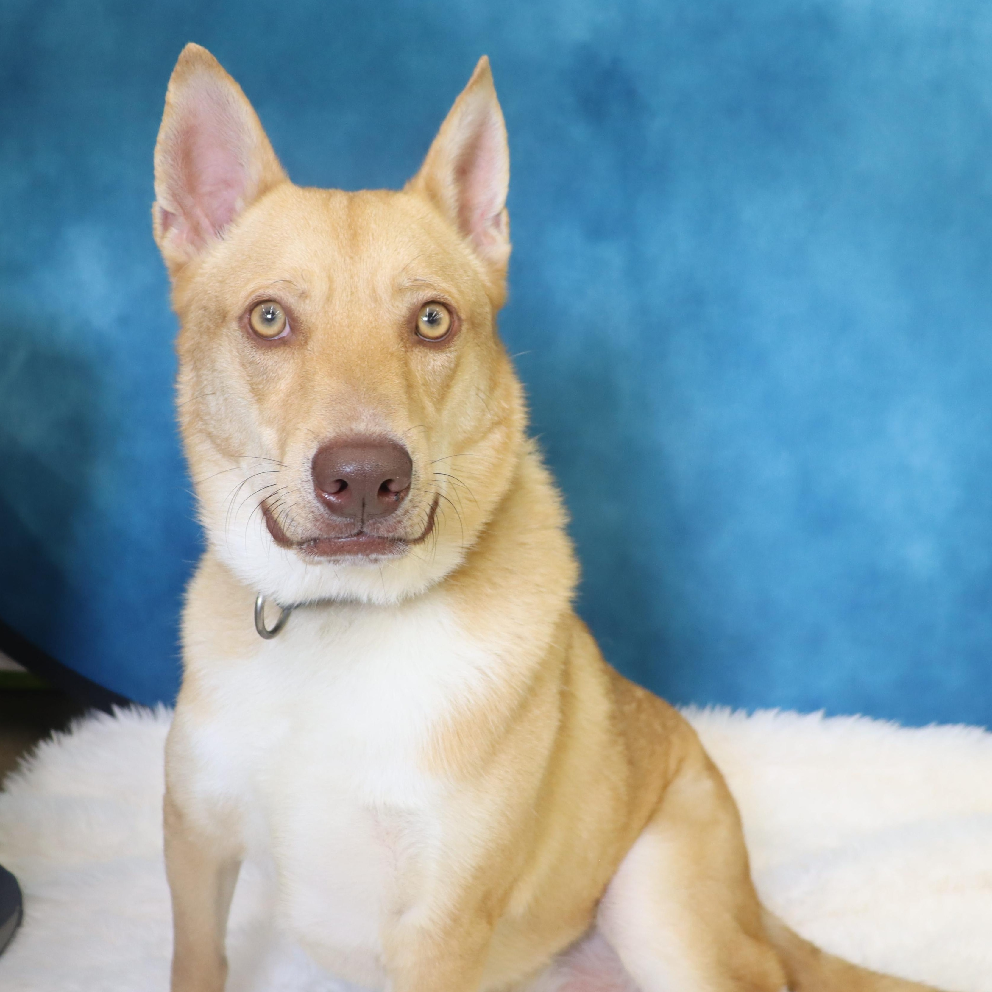 Enlarge Foxy - Loving and Intelligent, a ADOPTABLE mixed breed in League City, TX image 3/5