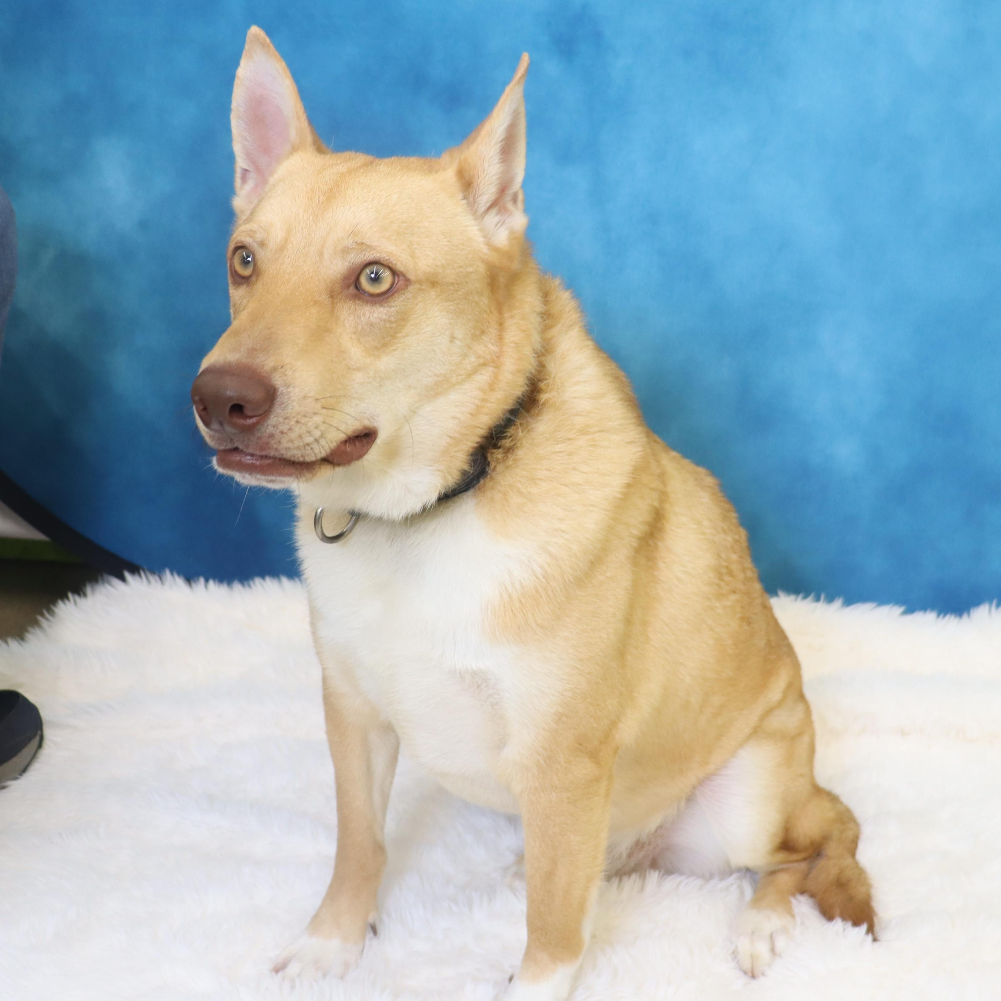 Enlarge Foxy - Loving and Intelligent, a ADOPTABLE mixed breed in League City, TX image 2/5