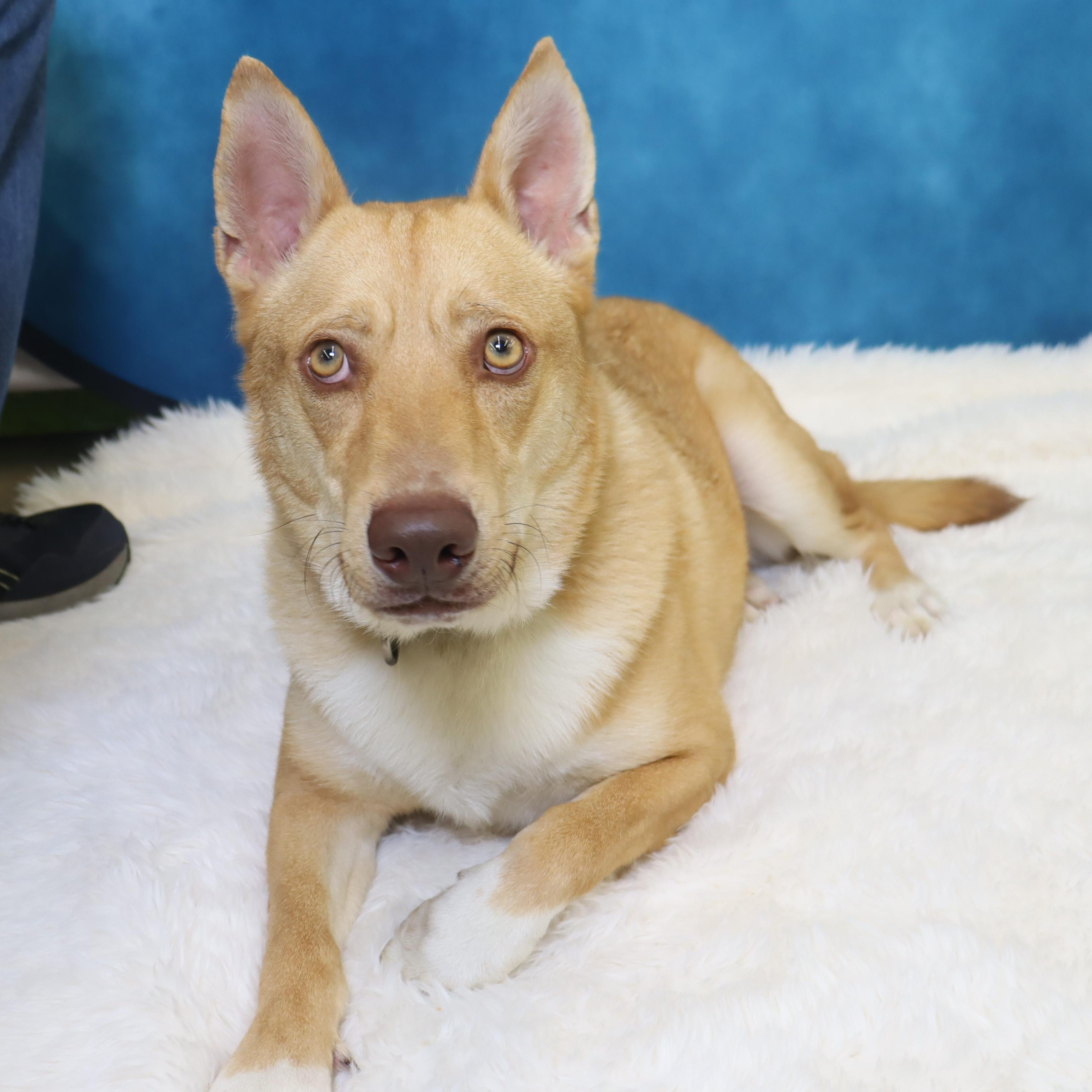 Enlarge Foxy - Loving and Intelligent, a ADOPTABLE mixed breed in League City, TX image 4/5