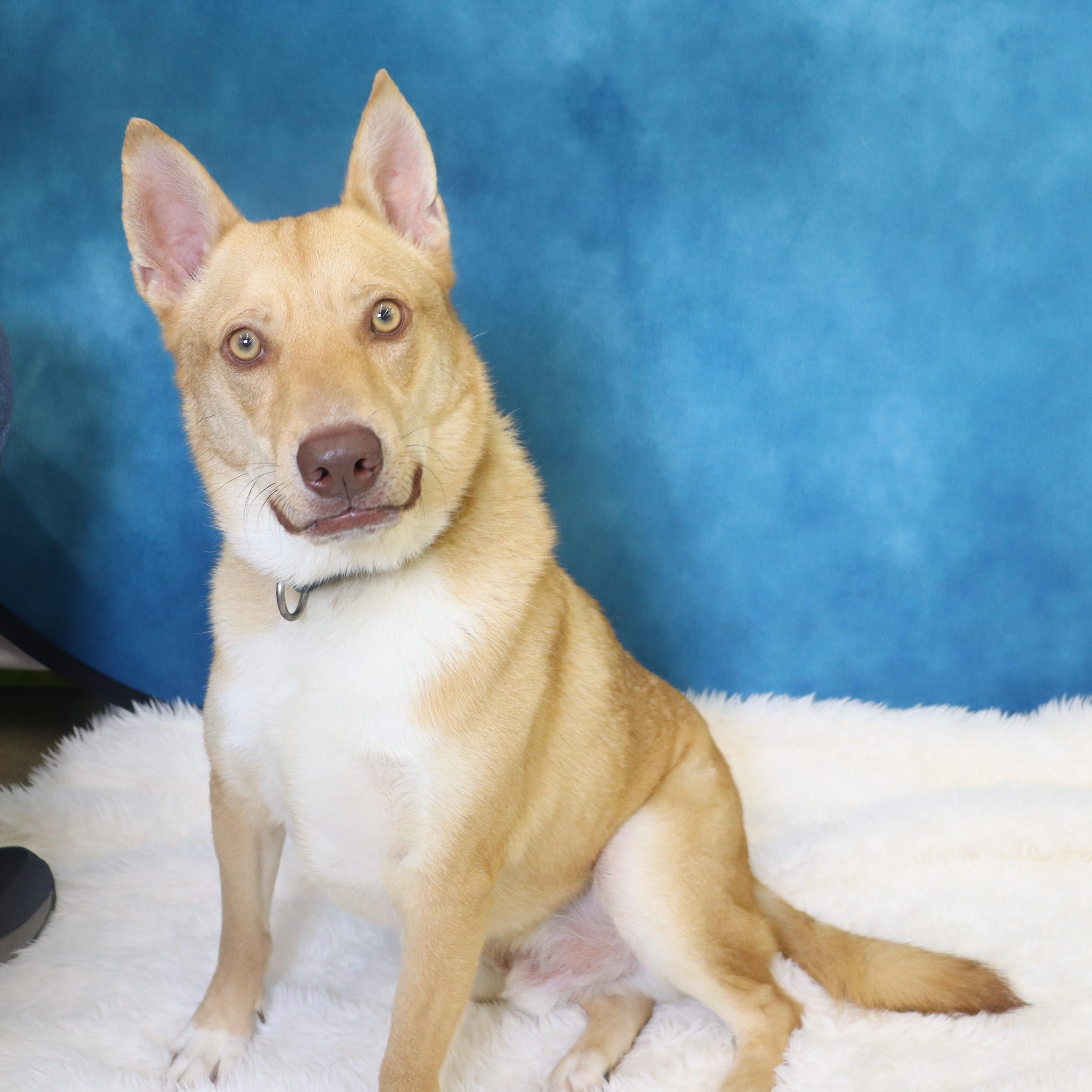 Enlarge Foxy - Loving and Intelligent, a ADOPTABLE mixed breed in League City, TX image 5/5