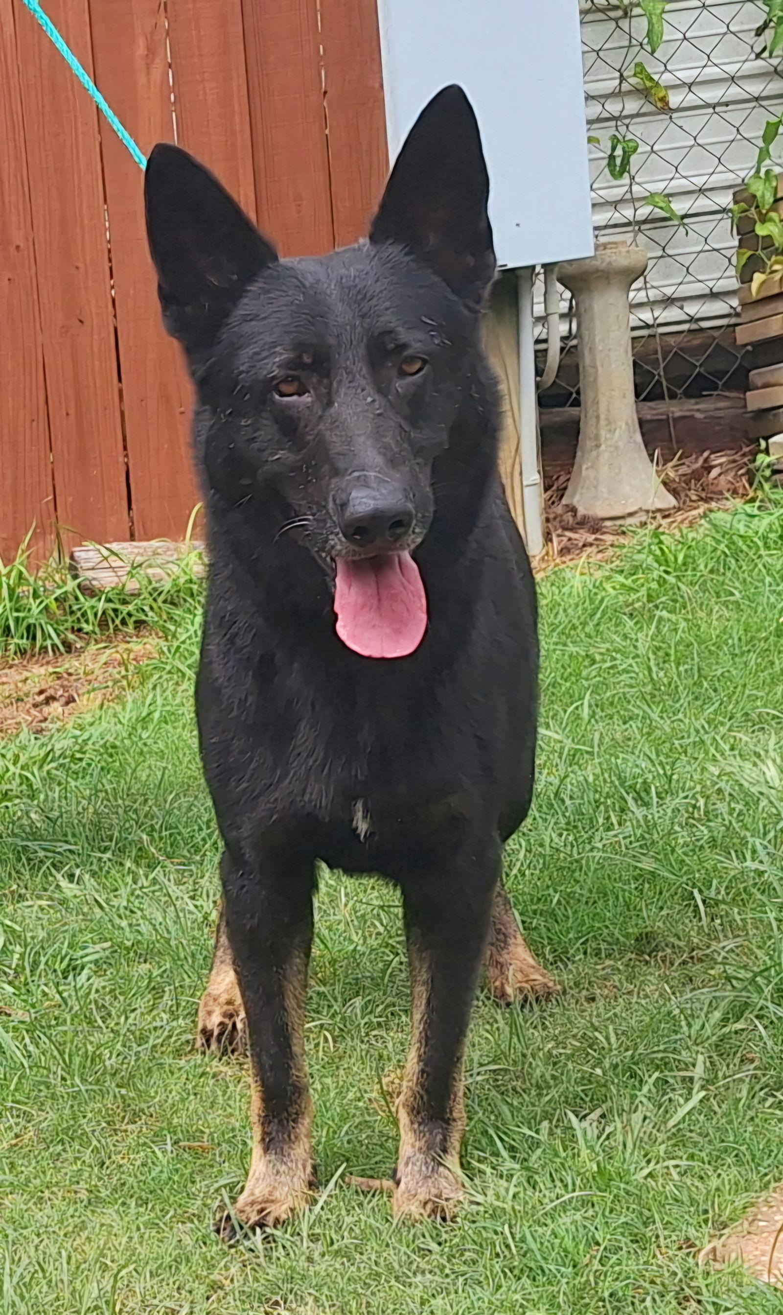 251652 Dakota, Adoptable, Adult Male German Shepherd Dog.