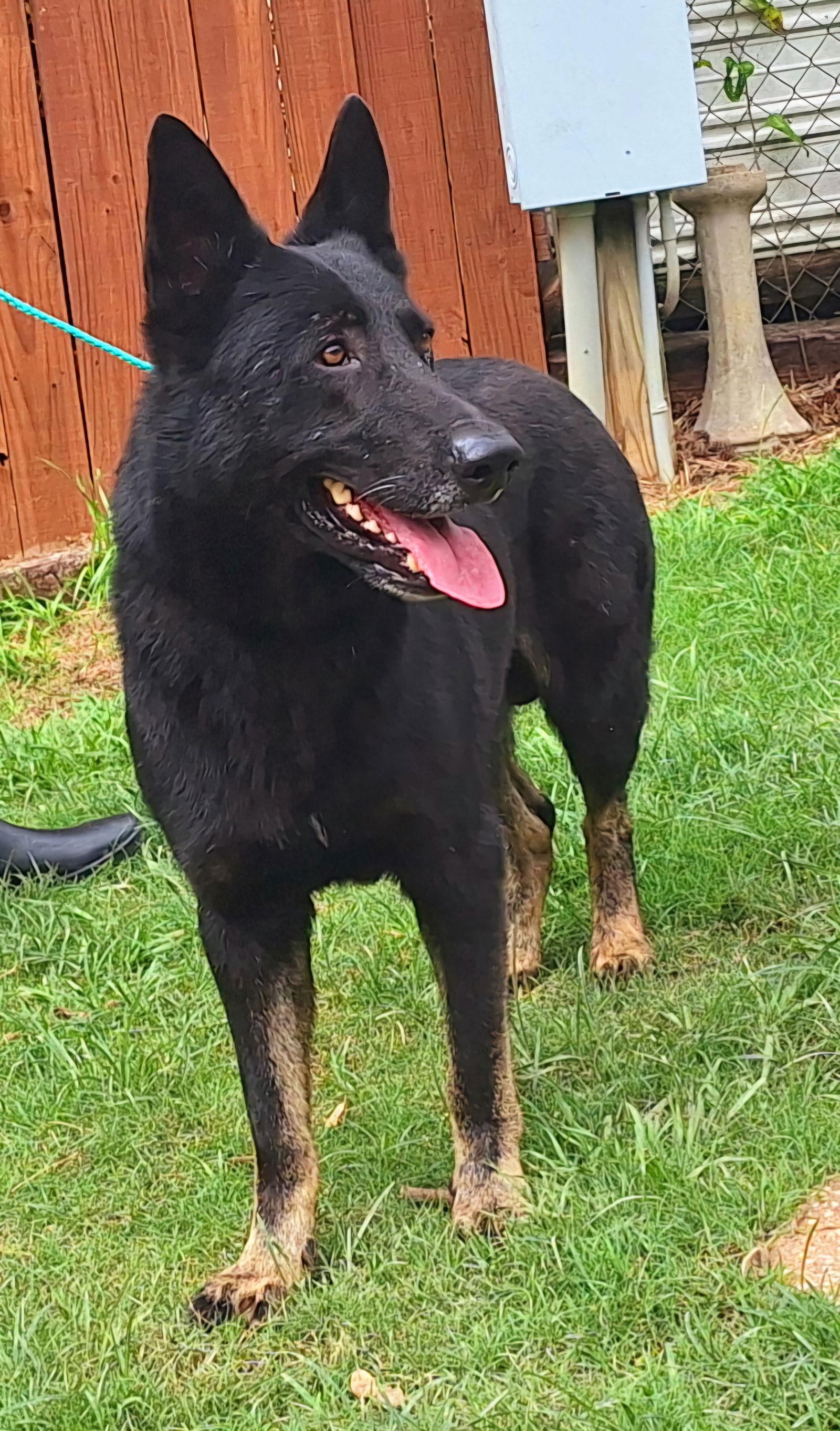 Enlarge 251652 Dakota, a Adoptable German Shepherd Dog in Wetumpka, AL image 2/3