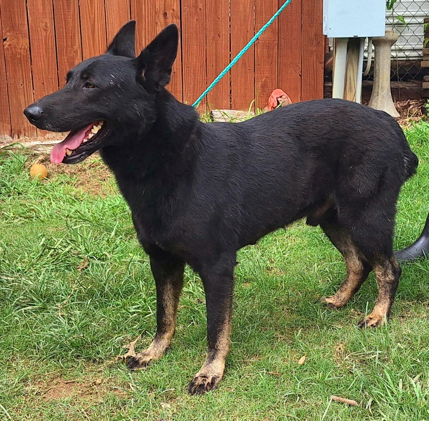 251652 Dakota, Adoptable, Adult Male German Shepherd Dog.