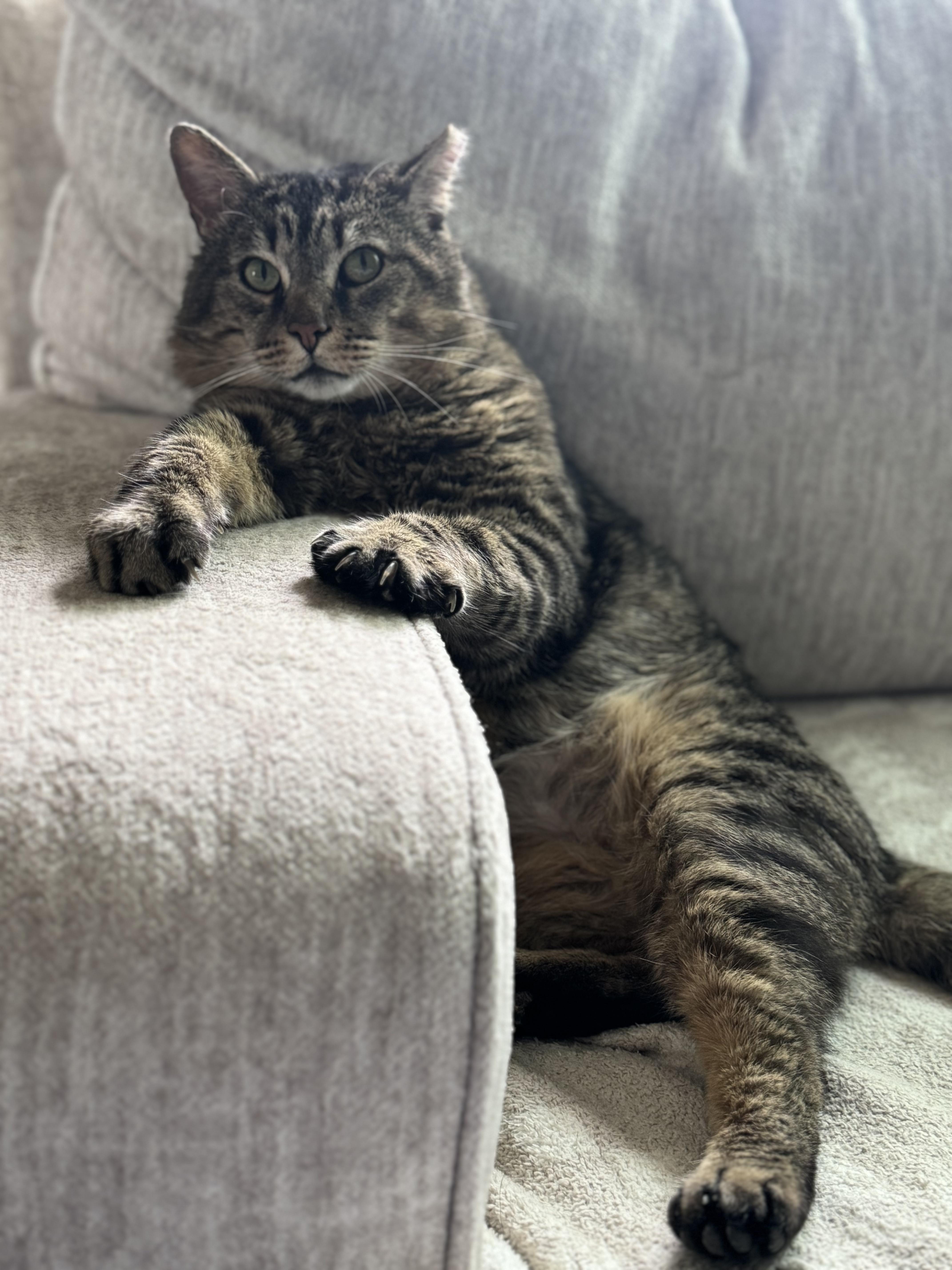 Enlarge Benson, a ADOPTABLE Domestic Short Hair in Columbus, OH image 3/6