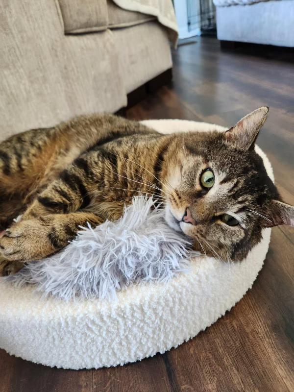 Enlarge Benson, a ADOPTABLE Domestic Short Hair in Columbus, OH image 2/6