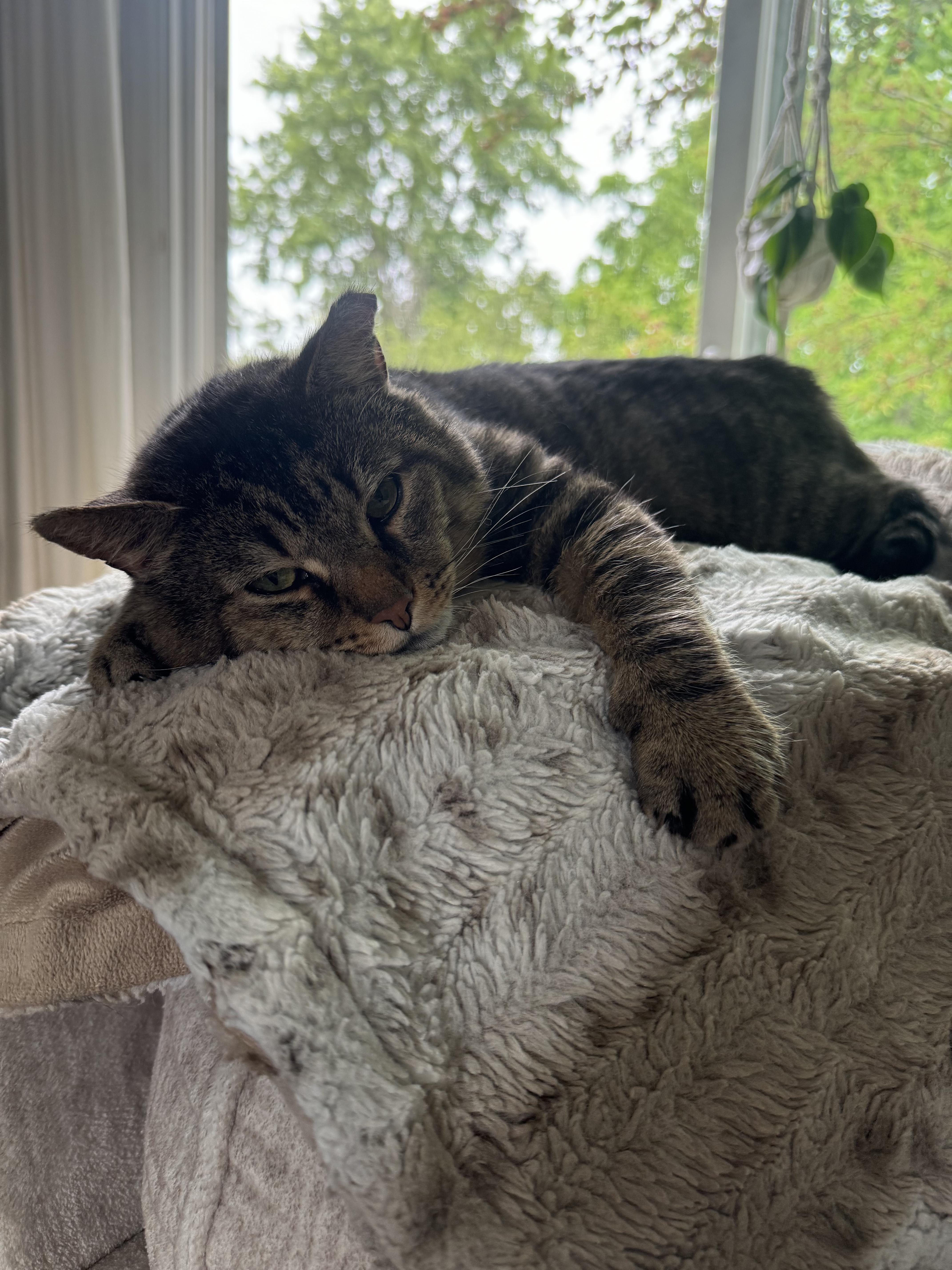 Enlarge Benson, a ADOPTABLE Domestic Short Hair in Columbus, OH image 6/6