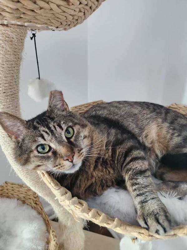 Enlarge Benson, a ADOPTABLE Domestic Short Hair in Columbus, OH image 1/6