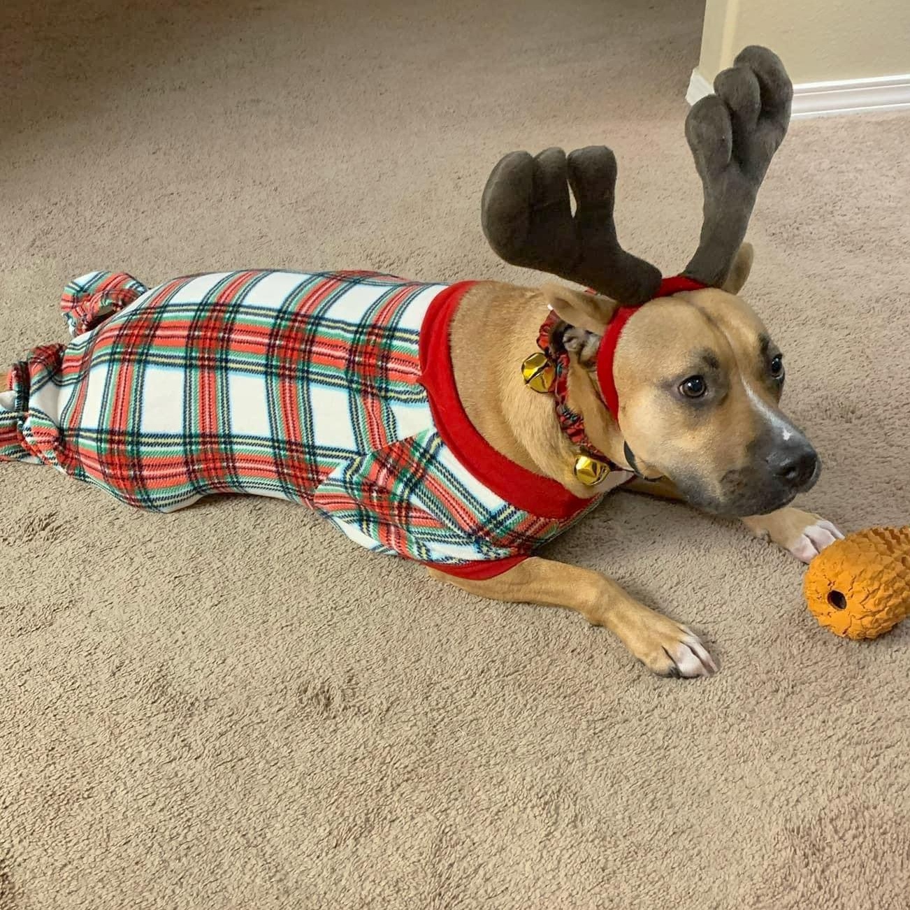 Bentley, Adoptable, Adult Male Boxer & Black Mouth Cur.