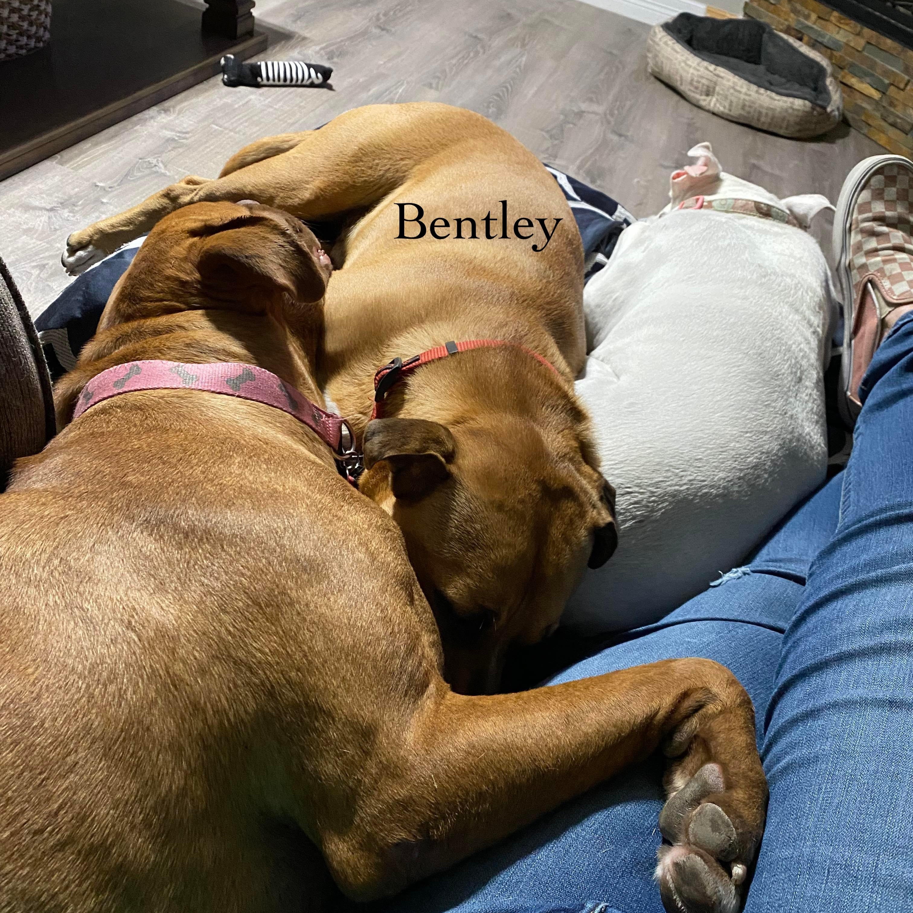 Enlarge Bentley, a Adoptable mixed breed in Fort Lupton, CO image 6/6