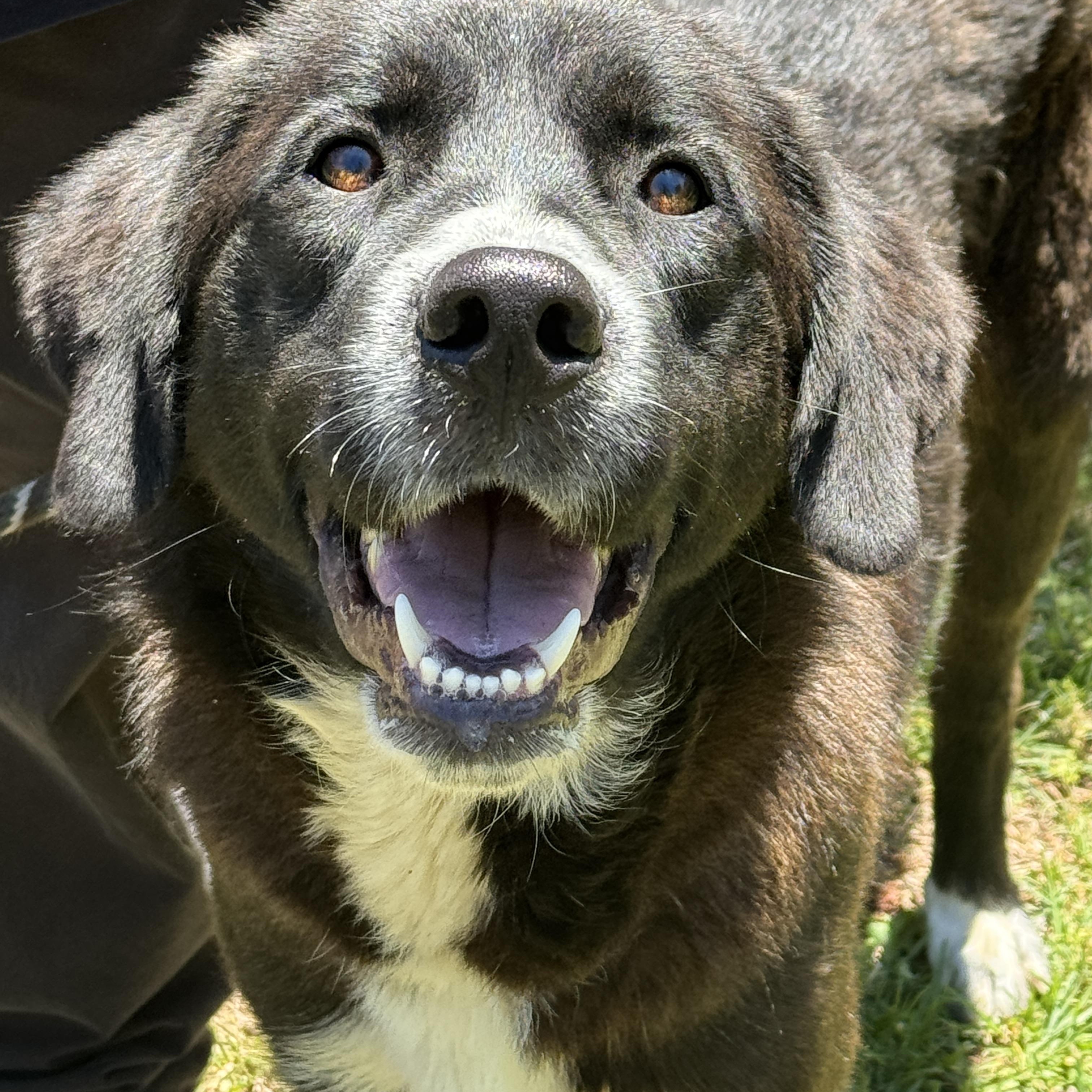 King Arthur, adoptable, Adult Male Labrador Retriever & Great Pyrenees.