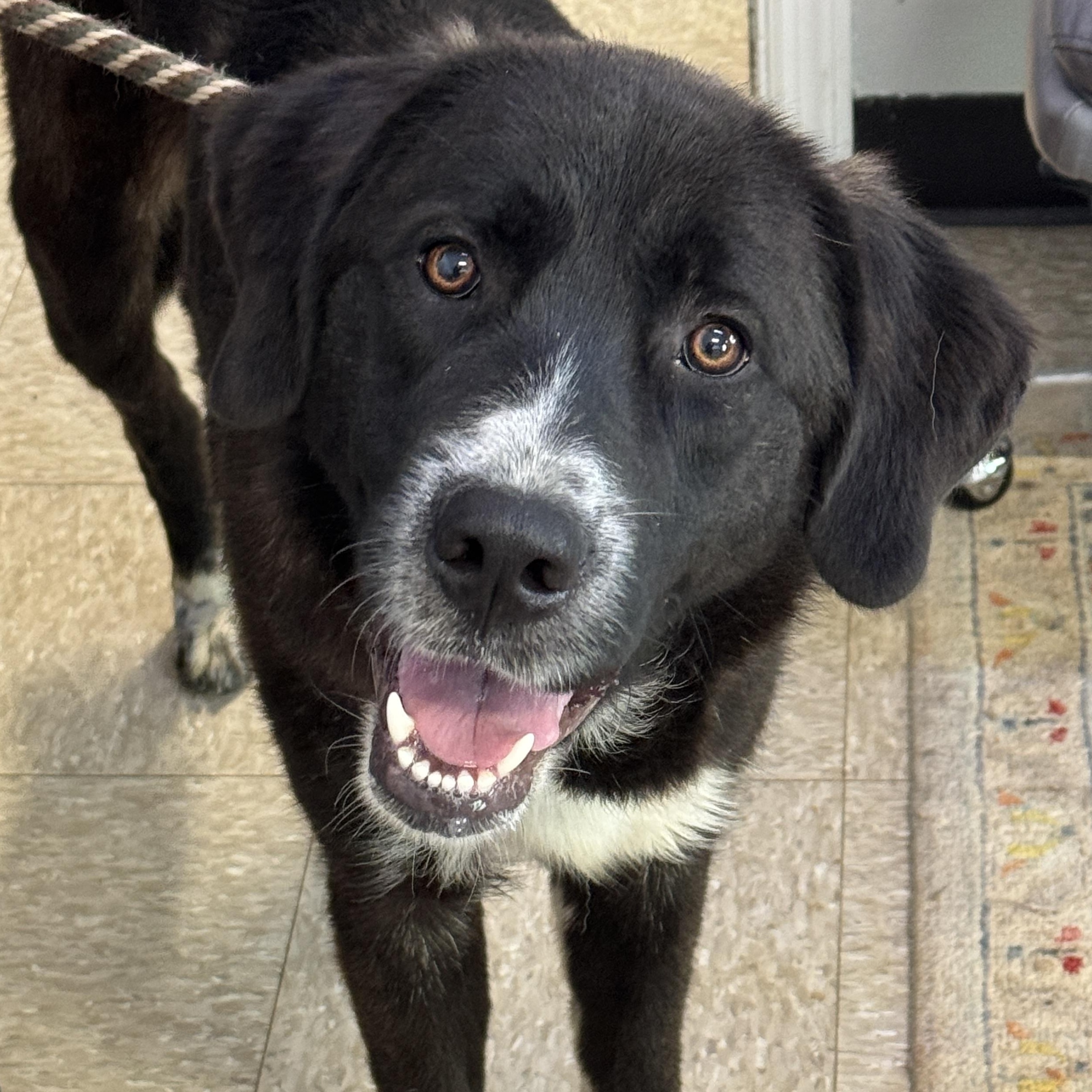 King Arthur, an adoptable mixed breed in Richmond, VA image 6/6