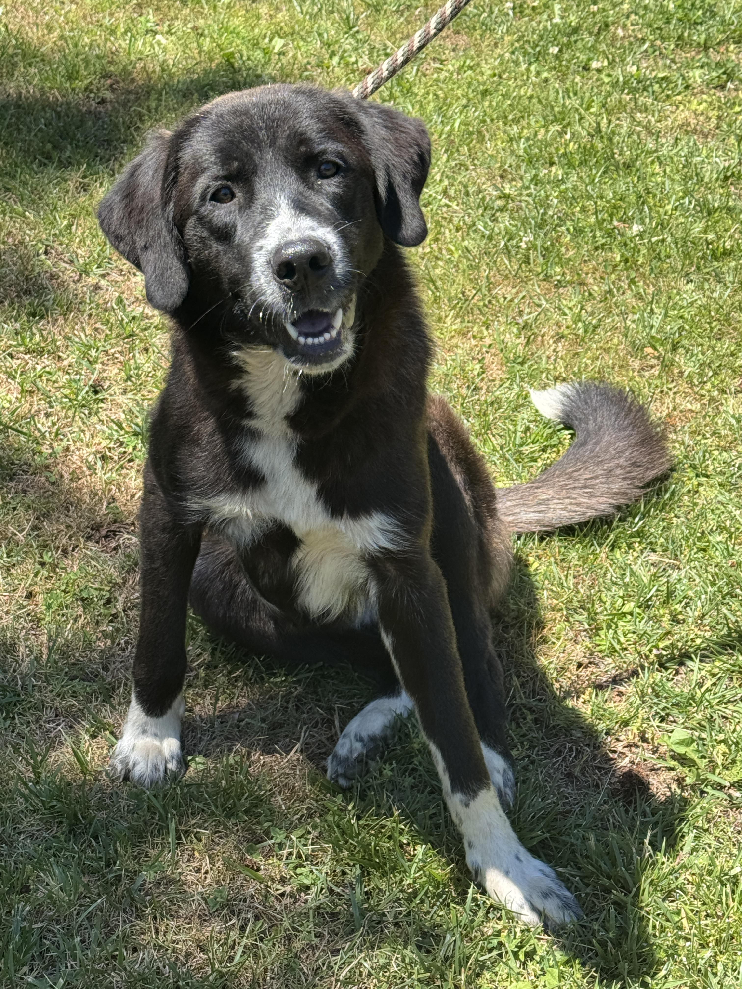 King Arthur, an adoptable mixed breed in Richmond, VA image 4/6
