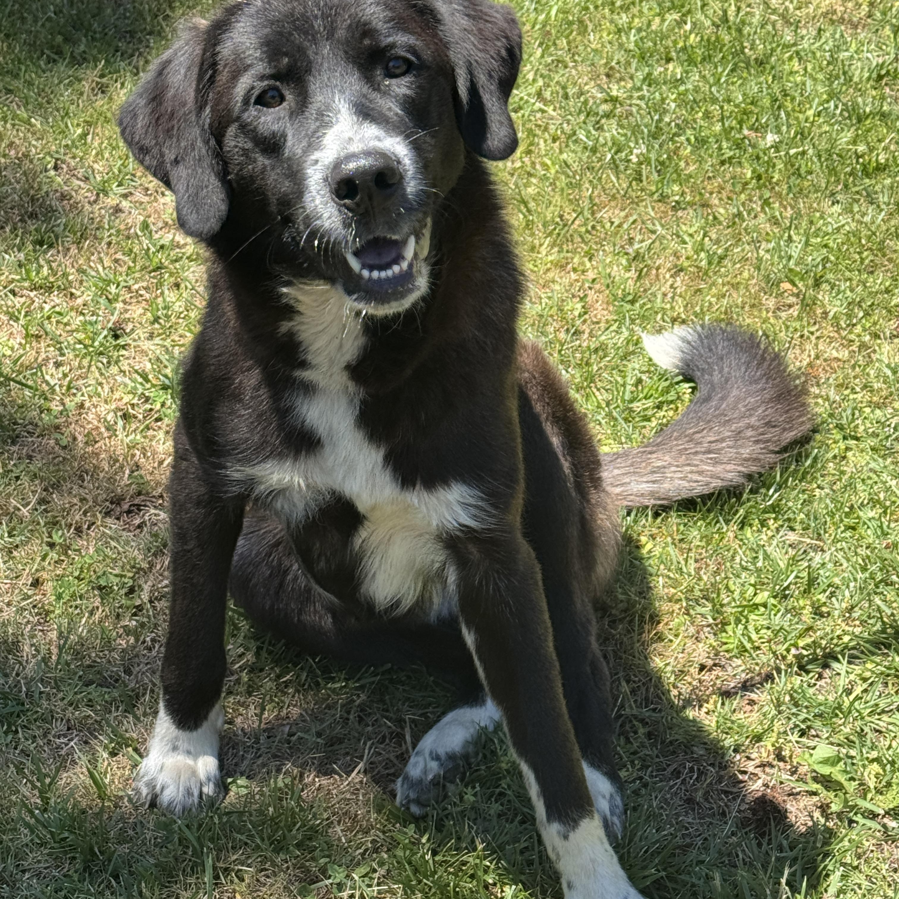 King Arthur, an adoptable mixed breed in Richmond, VA image 5/6