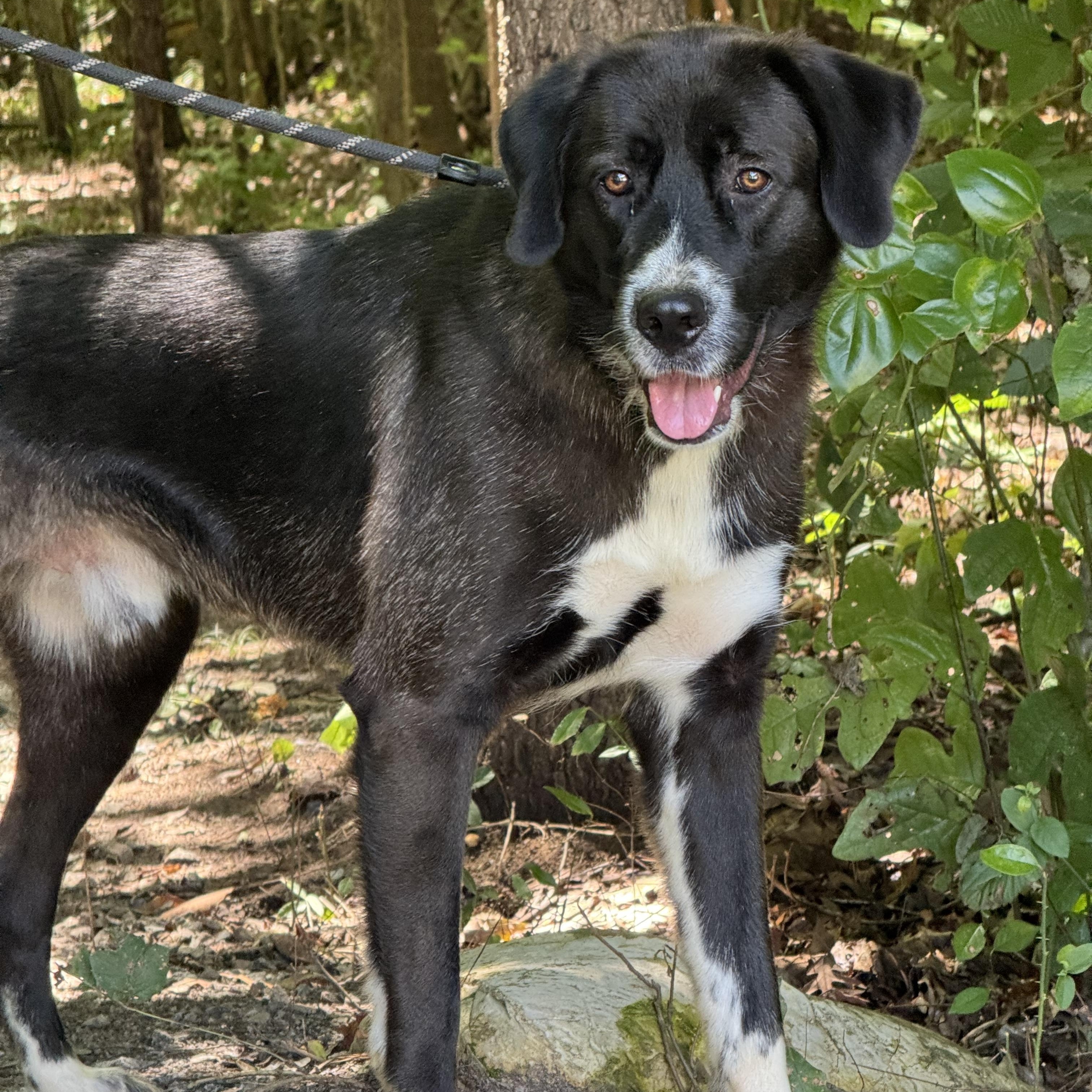 King Arthur, an adoptable mixed breed in Richmond, VA image 2/6