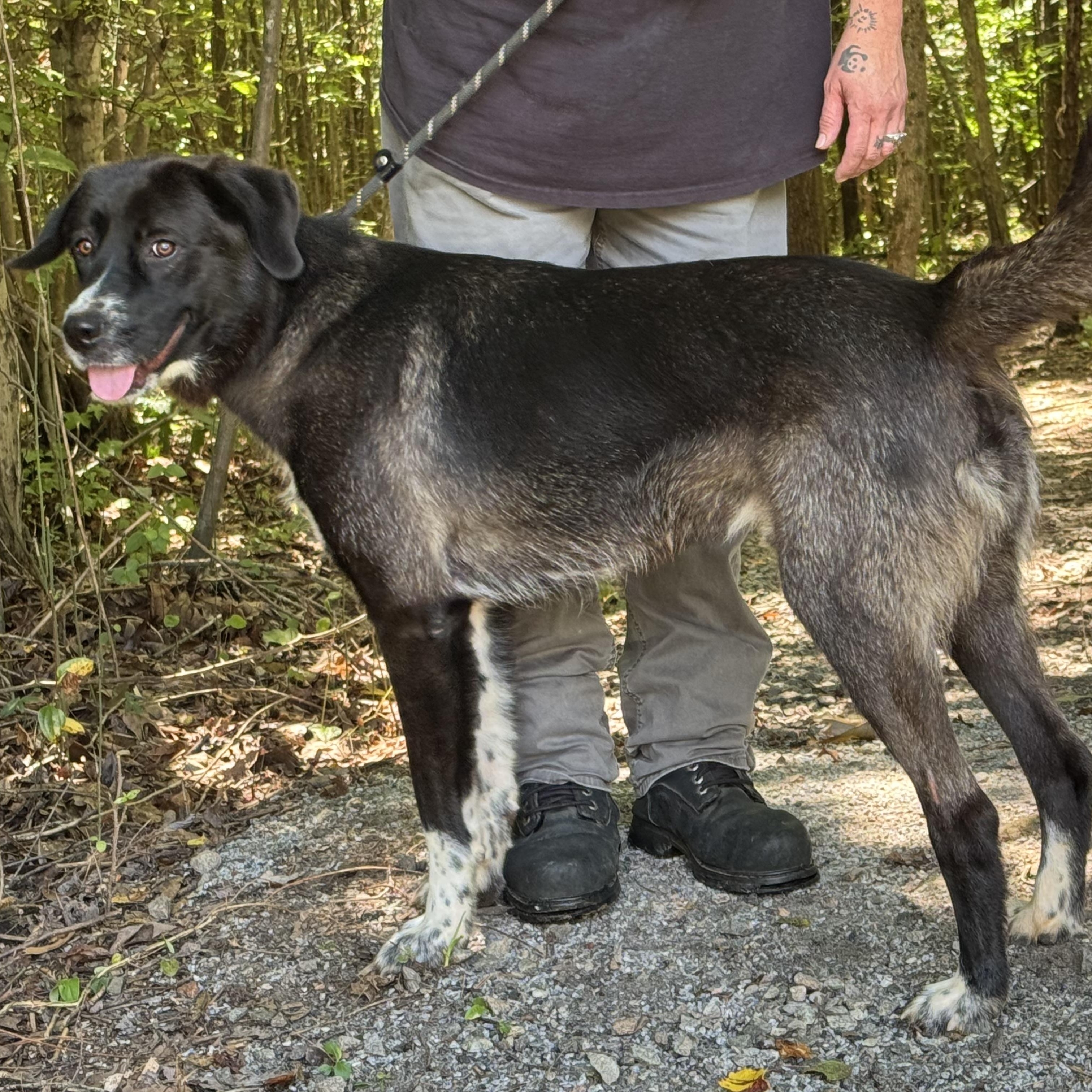 King Arthur, an adoptable mixed breed in Richmond, VA image 3/6