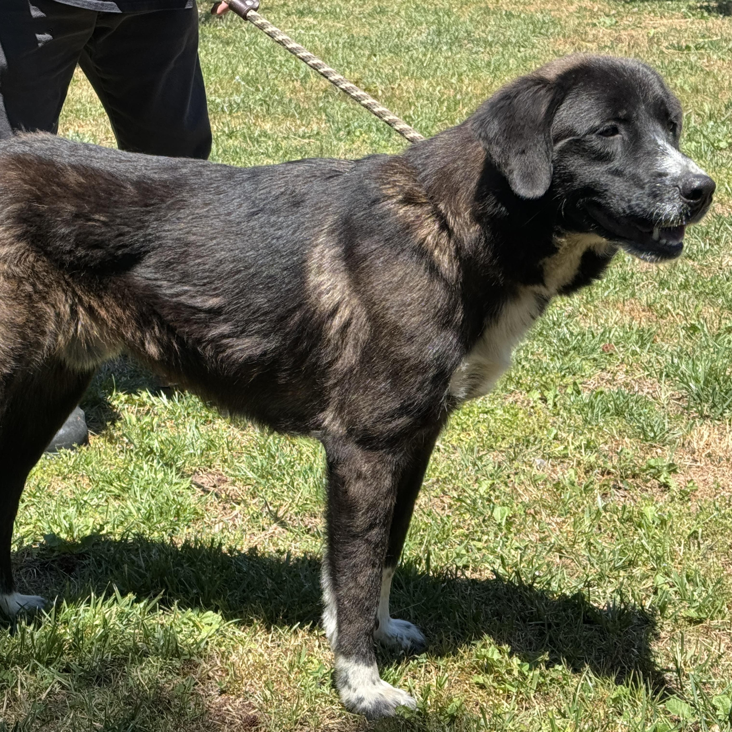 King Arthur, an adoptable mixed breed in Richmond, VA image 3/6