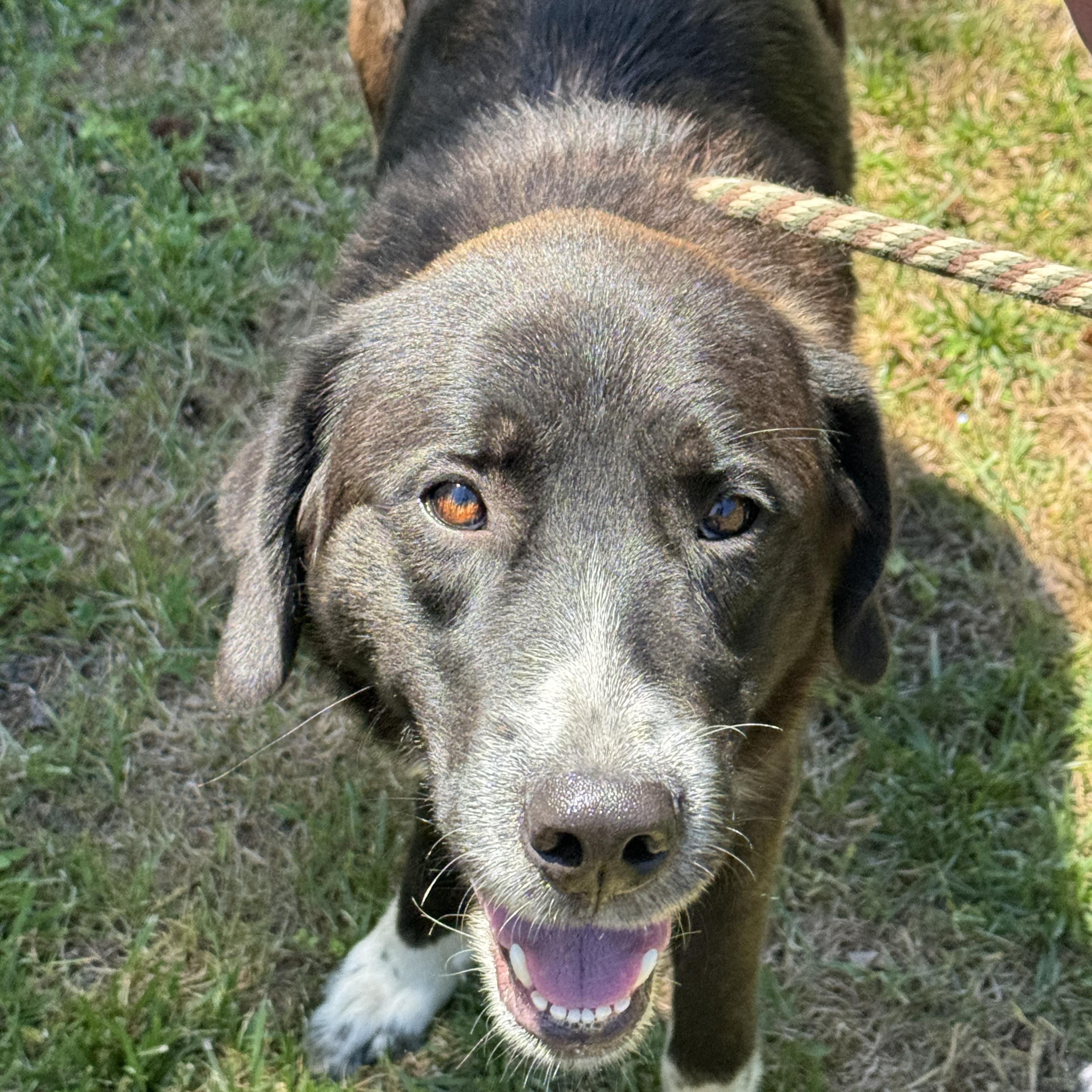 King Arthur, an adoptable mixed breed in Richmond, VA image 5/6