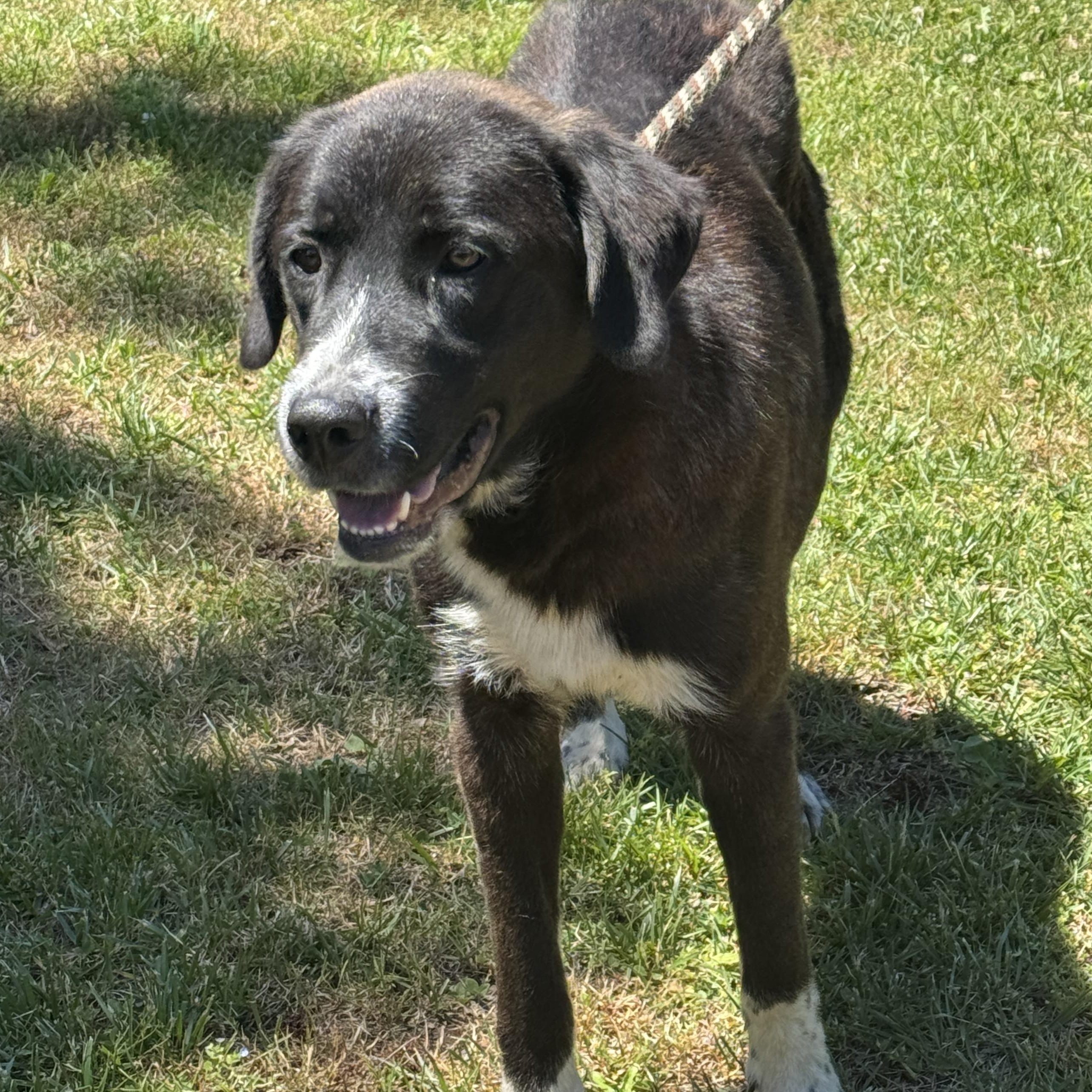 King Arthur, an adoptable mixed breed in Richmond, VA image 2/6