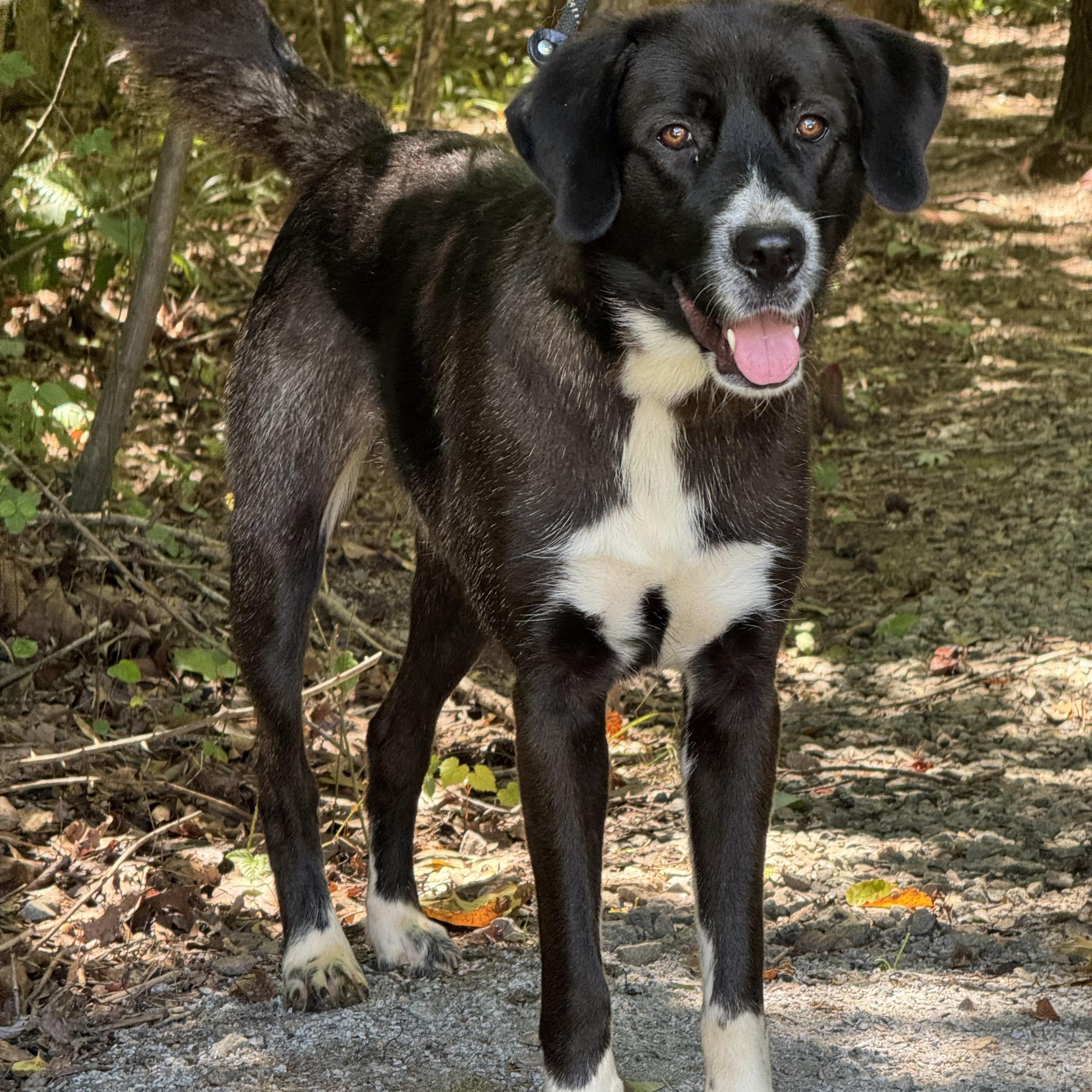 King Arthur, adoptable, Adult Male Labrador Retriever & Great Pyrenees.