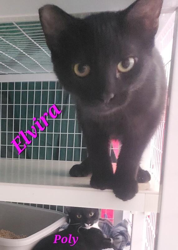 Elvira, Adoptable, Young Female Domestic Short Hair.