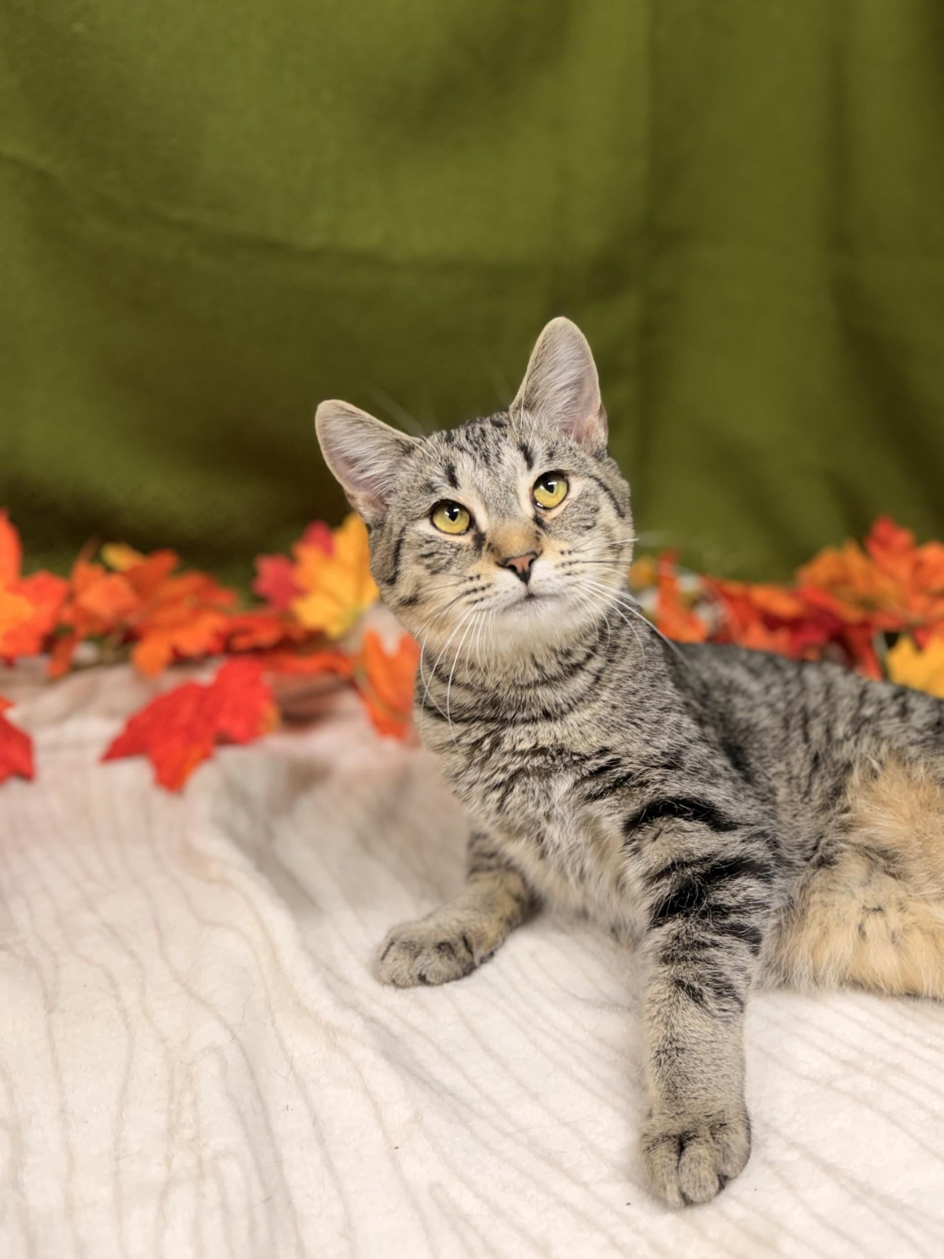 Enlarge Schmidt, a Adoptable mixed breed in Upper Sandusky, OH image 1/2