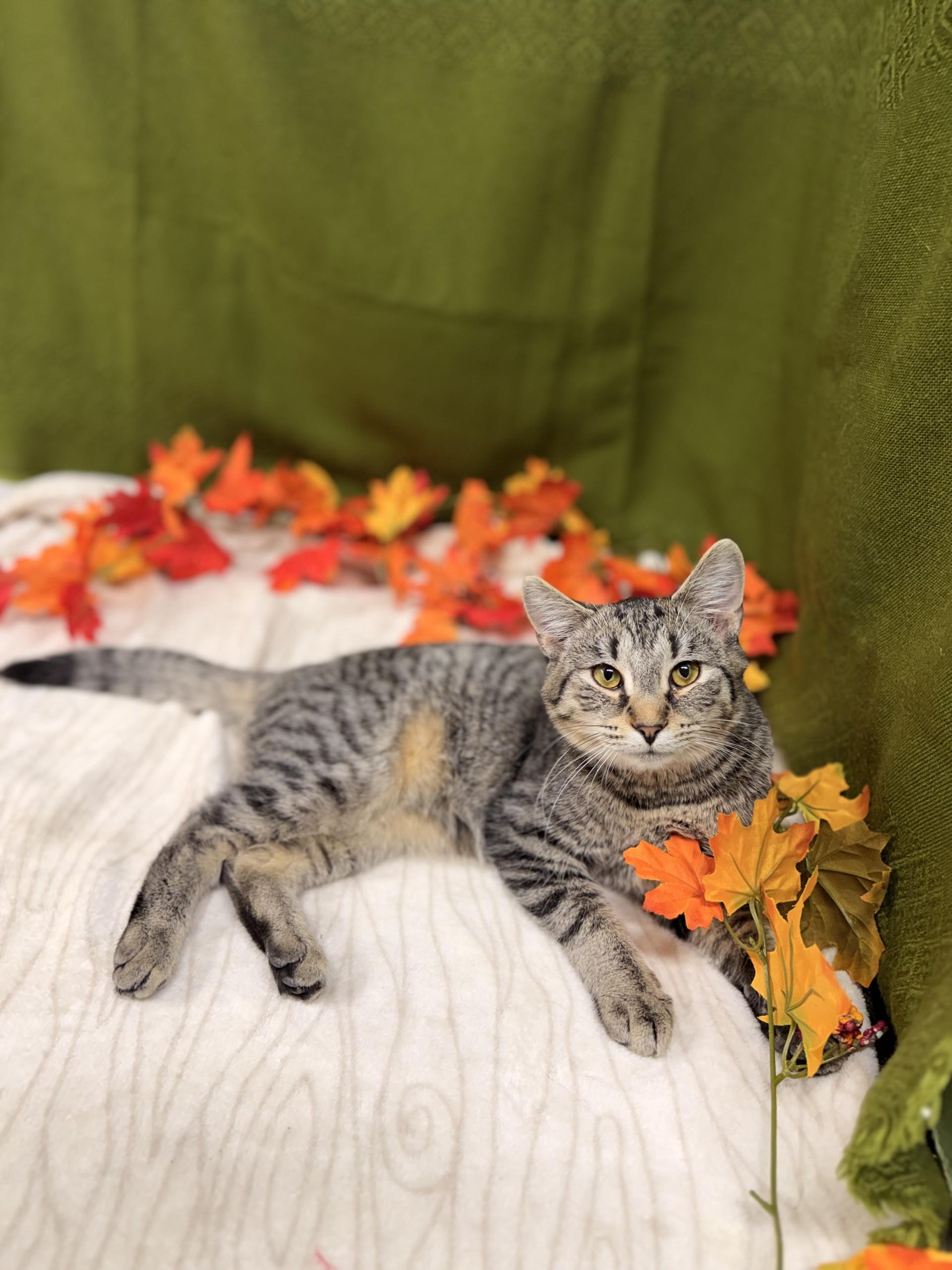 Enlarge Schmidt, a Adoptable mixed breed in Upper Sandusky, OH image 2/2