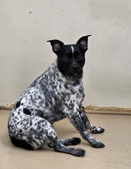 Bleu, Adoptable, Young Male Cattle Dog & Mixed Breed.
