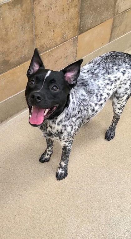 Enlarge Bleu, a Adoptable mixed breed in Phoenix, AZ image 3/3