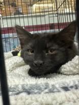 Blaze, adopted, Young Female Domestic Medium Hair.