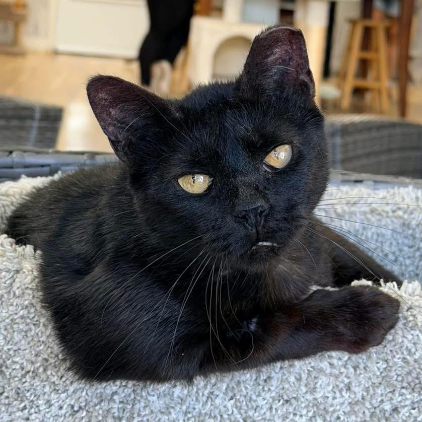 Enlarge Annie, a Adoptable Domestic Short Hair in Momence, IL image 1/2