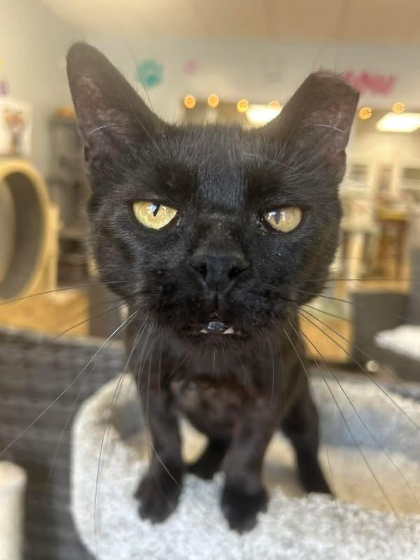 Enlarge Annie, a Adoptable Domestic Short Hair in Momence, IL image 2/2