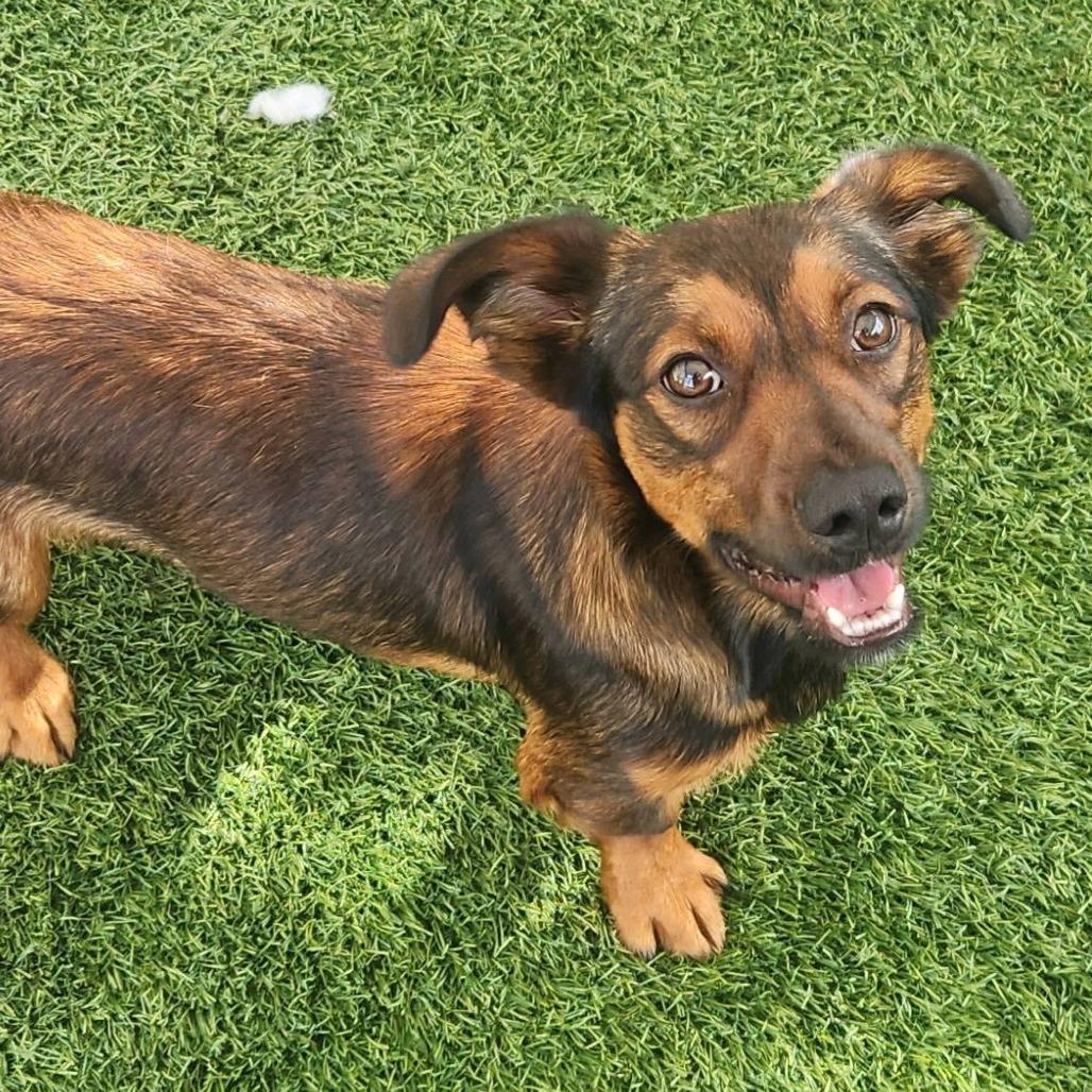 Enlarge Oliver, a Adoptable mixed breed in Cleveland, TN image 1/1