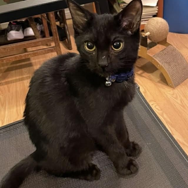 Flash - A Gentle Playful Boy!, adopted, Kitten Male Domestic Short Hair.