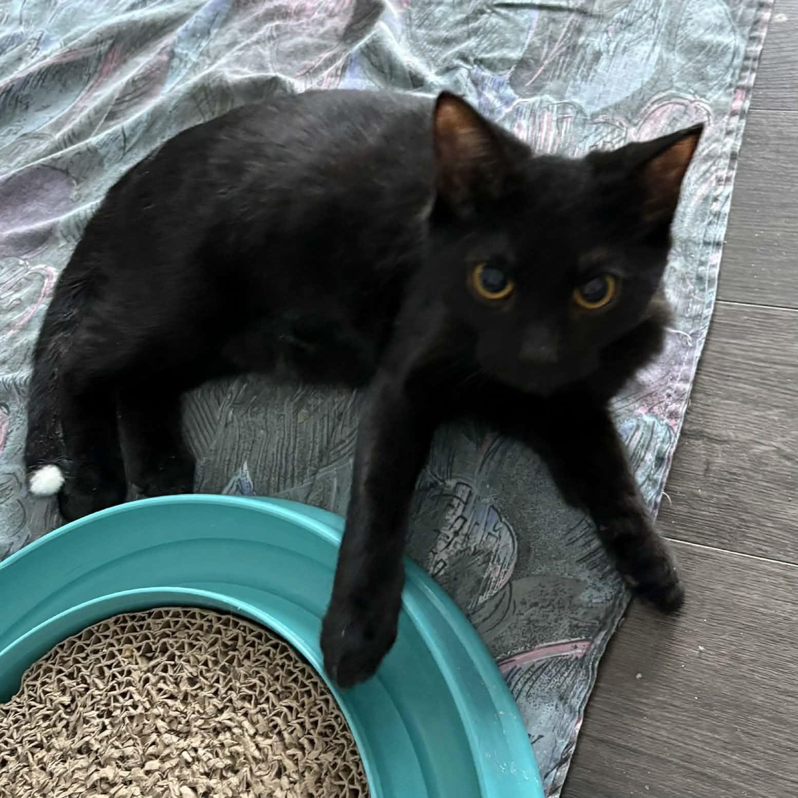 Enlarge Flash - A Gentle Playful Boy!, an adopted Domestic Short Hair in Hamilton, ON image 3/4