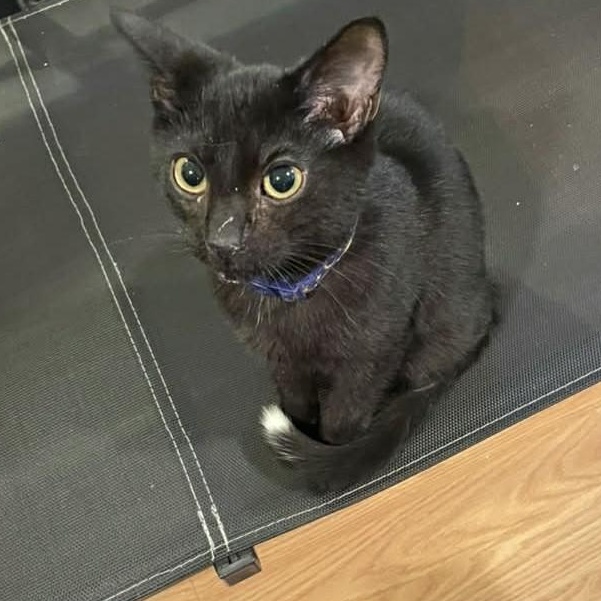 Enlarge Flash - A Gentle Playful Boy!, an adopted Domestic Short Hair in Hamilton, ON image 4/4