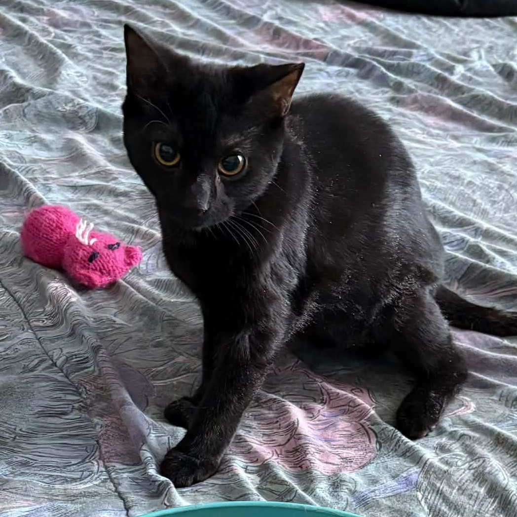 Enlarge Flash - A Gentle Playful Boy!, an adopted Domestic Short Hair in Hamilton, ON image 2/4