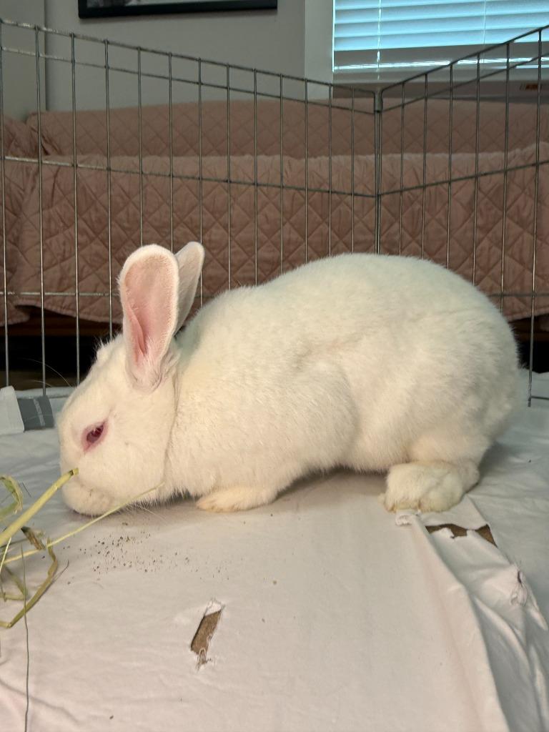 HEB, Adoptable, Young Male New Zealand.
