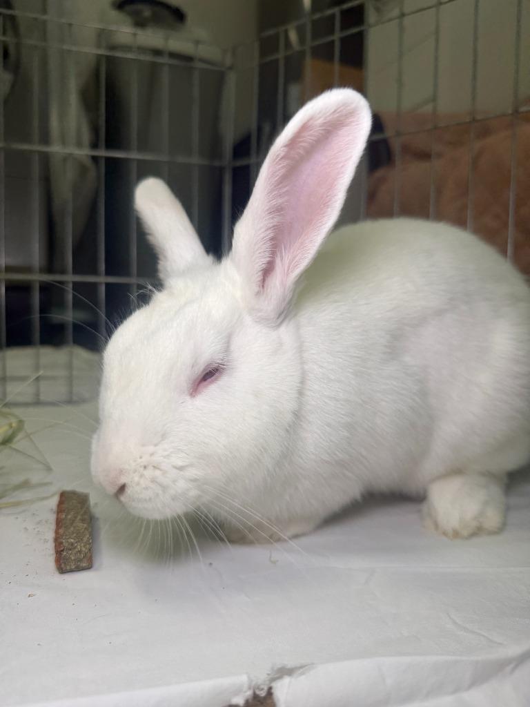 Enlarge HEB, a Adoptable New Zealand in Pflugerville, TX image 2/6