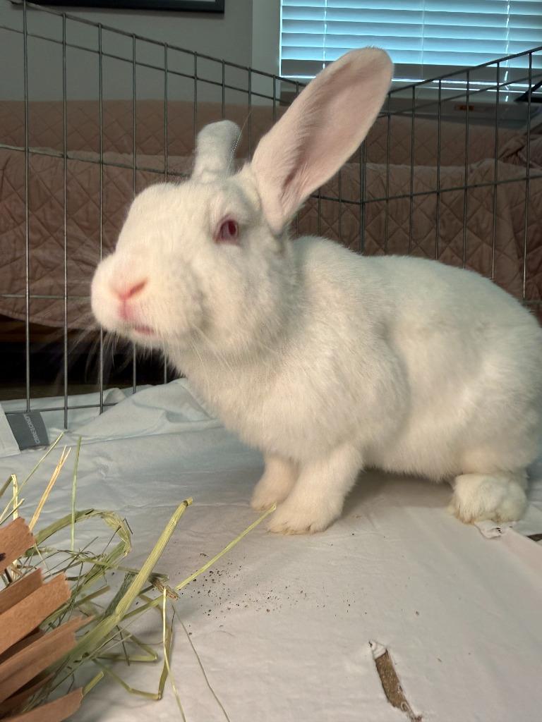 Enlarge HEB, a Adoptable New Zealand in Pflugerville, TX image 4/6