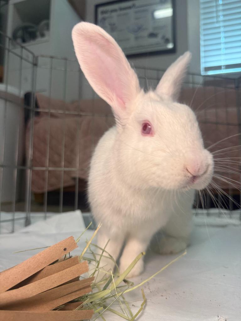 Enlarge HEB, a Adoptable New Zealand in Pflugerville, TX image 5/6