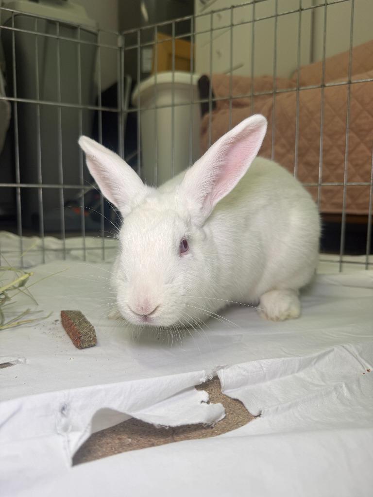 Enlarge HEB, a Adoptable New Zealand in Pflugerville, TX image 6/6