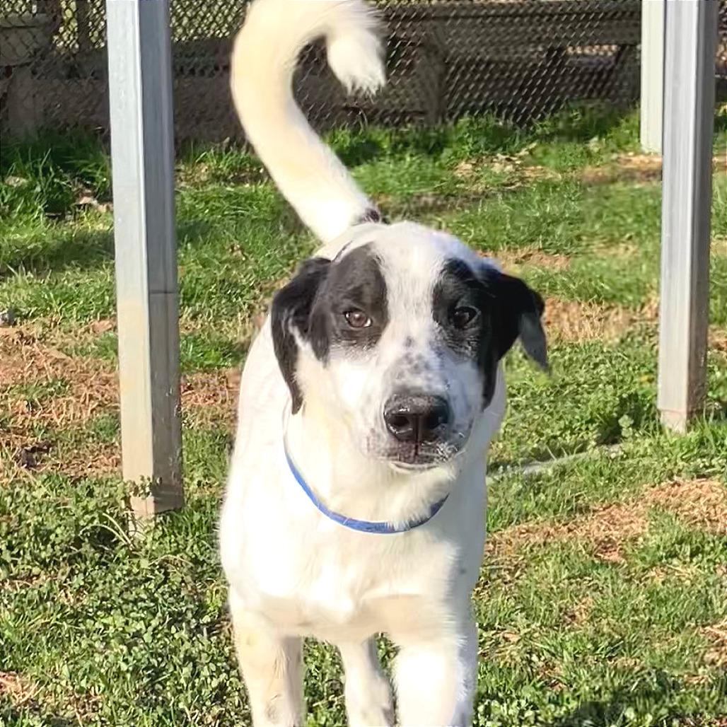 Pancake — thumbnail 2