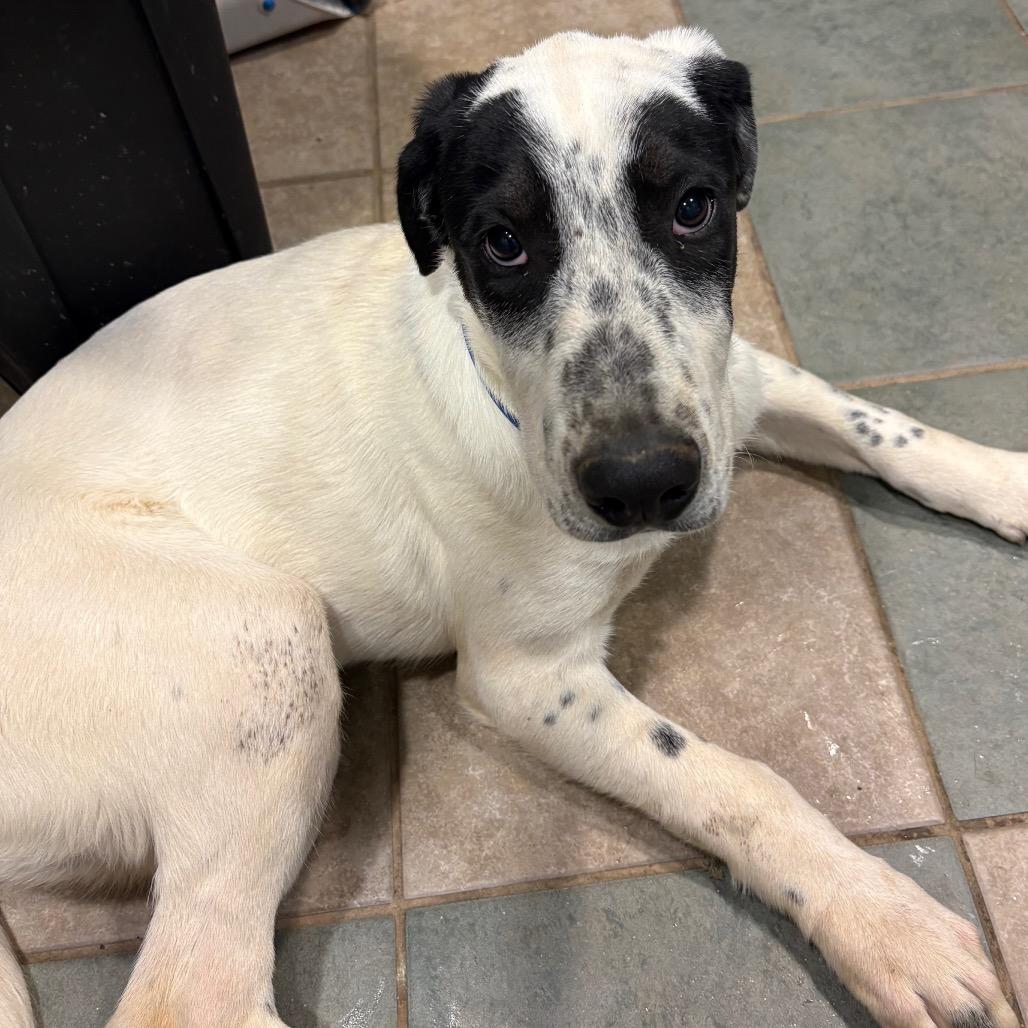 Pancake — thumbnail 3