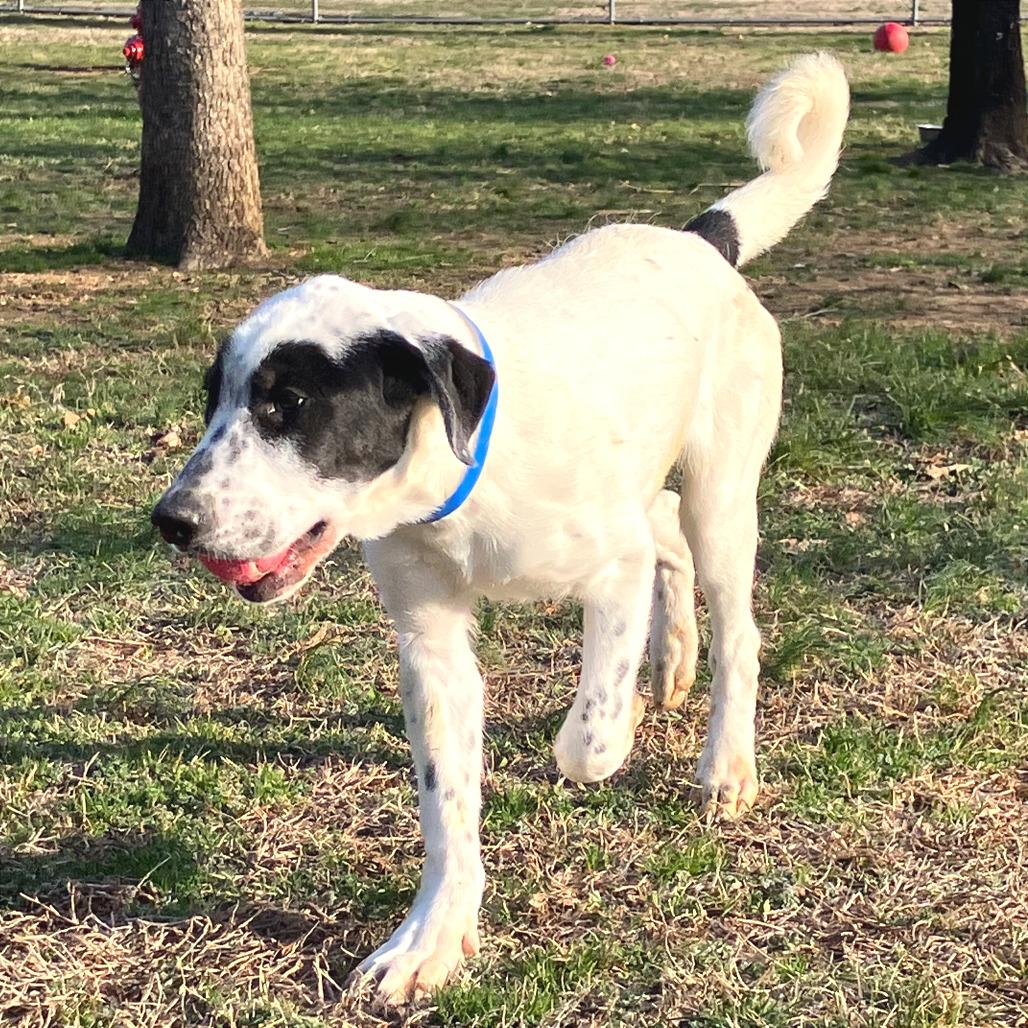 Pancake — thumbnail 4