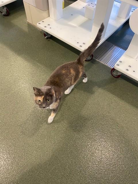 Lucy A209277, adoptable, Adult Female Dilute Calico.