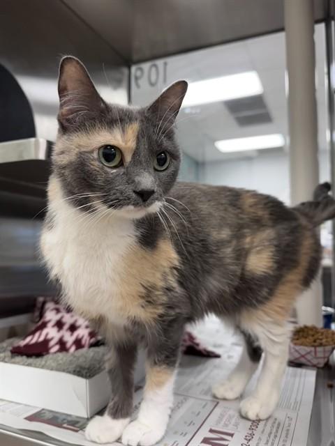 Enlarge Lucy A209277, an adoptable Dilute Calico in Plano, TX image 2/2