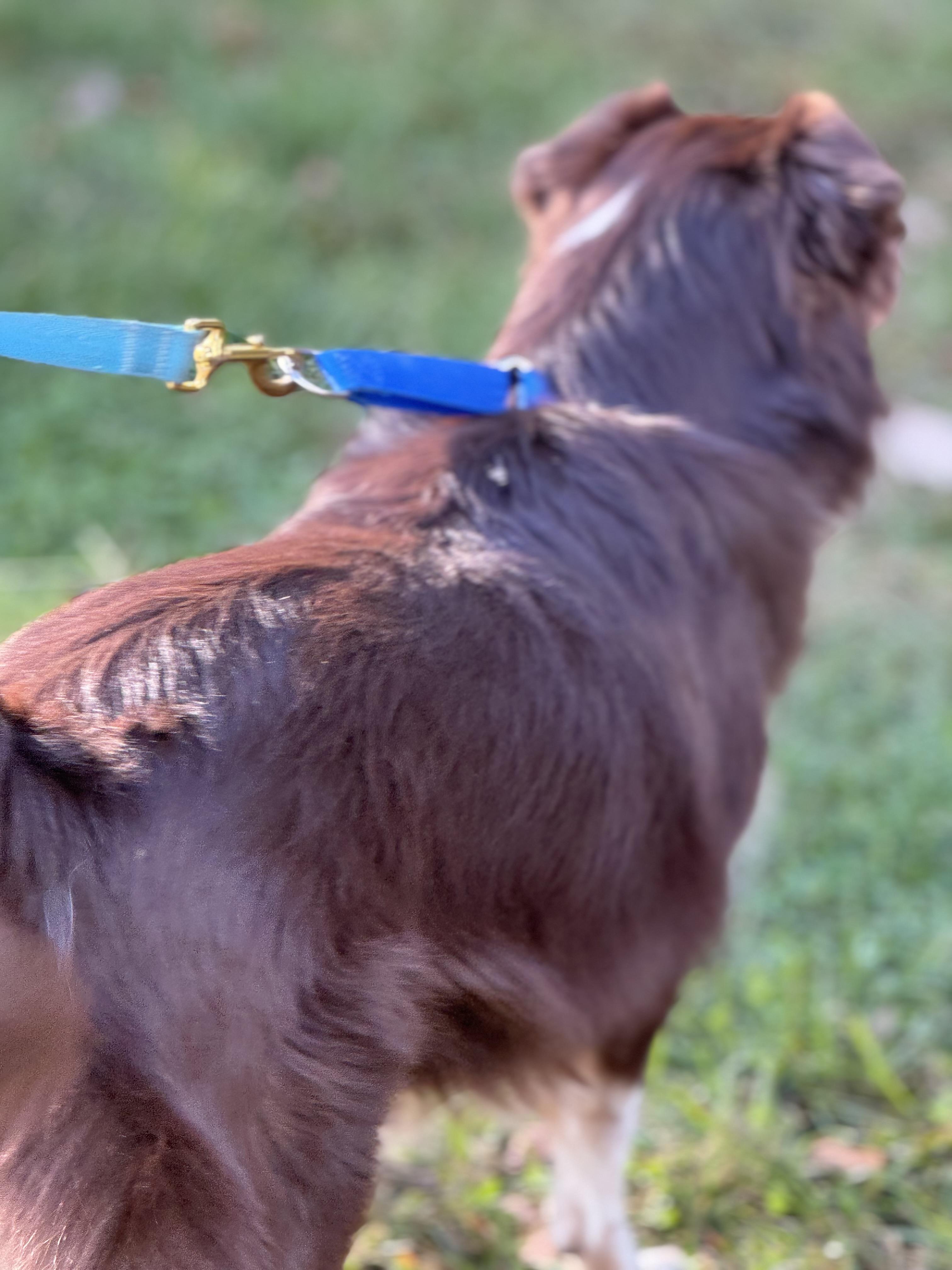 Enlarge Maverick ~Possible ESD, a Adopted Australian Shepherd in Woodbury, CT image 3/3